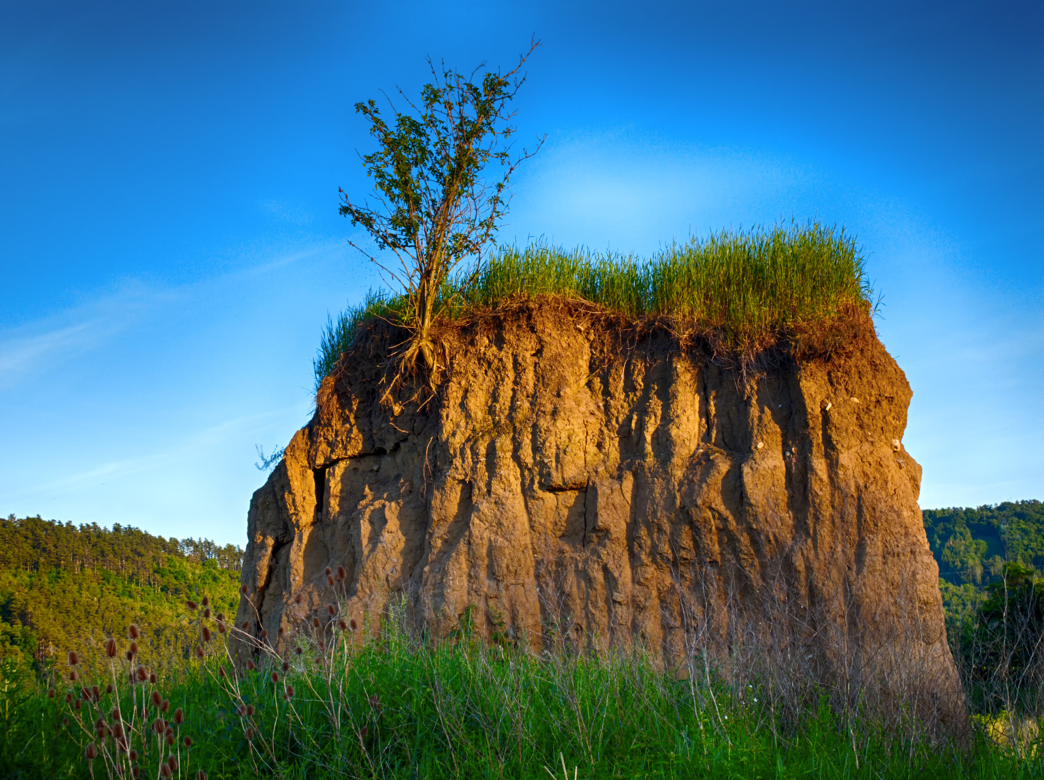 Built-in lens sample photo. Tree on edge photography