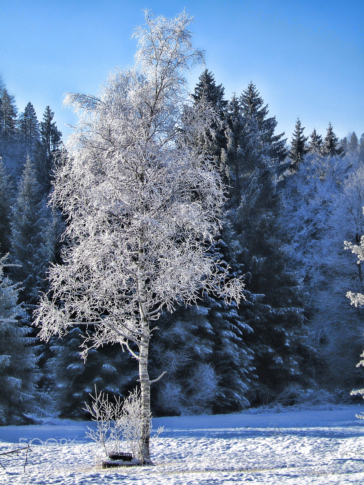 Fujifilm FinePix E550 sample photo. White tree photography