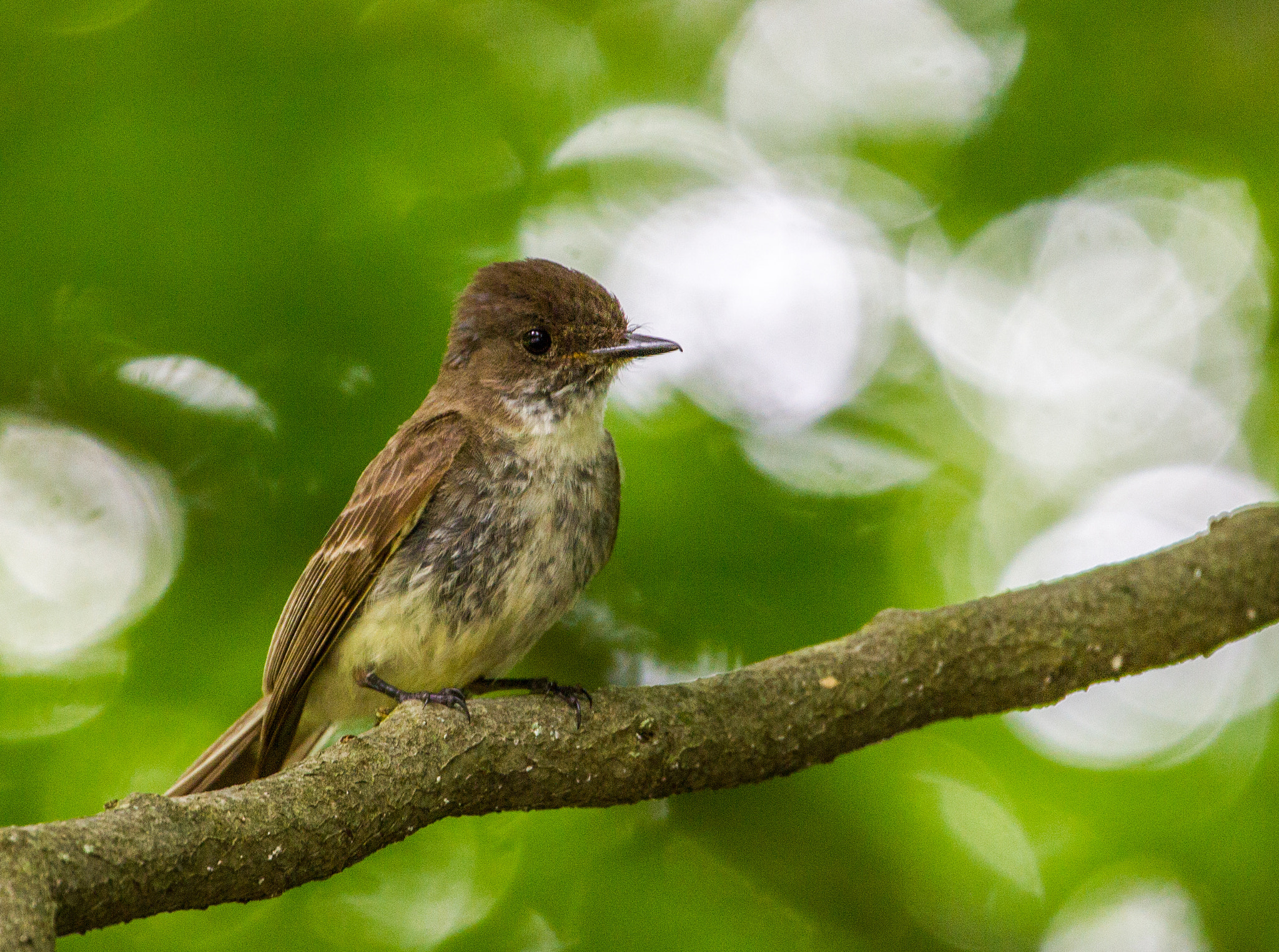 Canon EF 70-300mm F4-5.6L IS USM sample photo. Perched phoebe photography