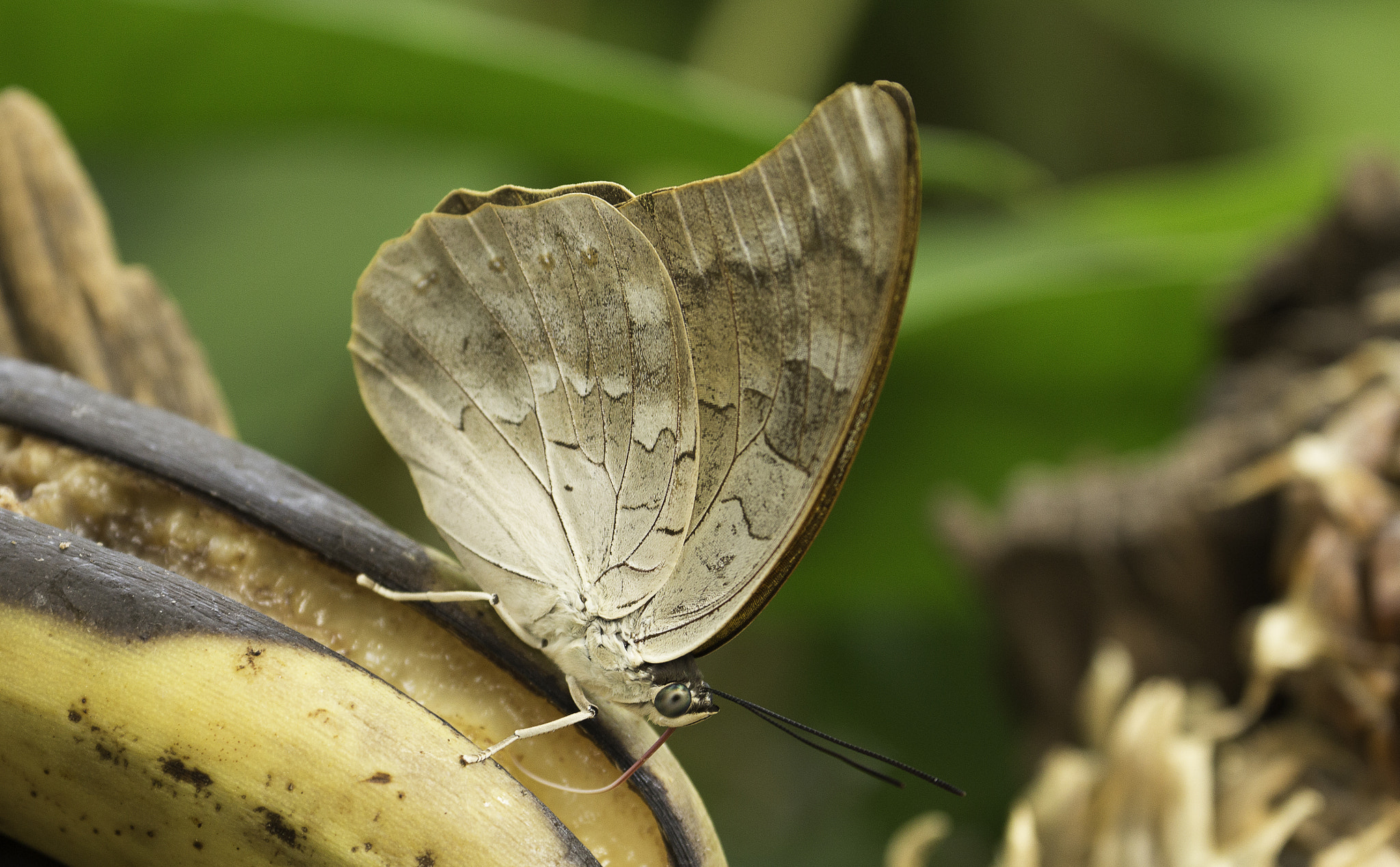 Canon EF 70-300mm F4-5.6L IS USM sample photo. Butterfly photography