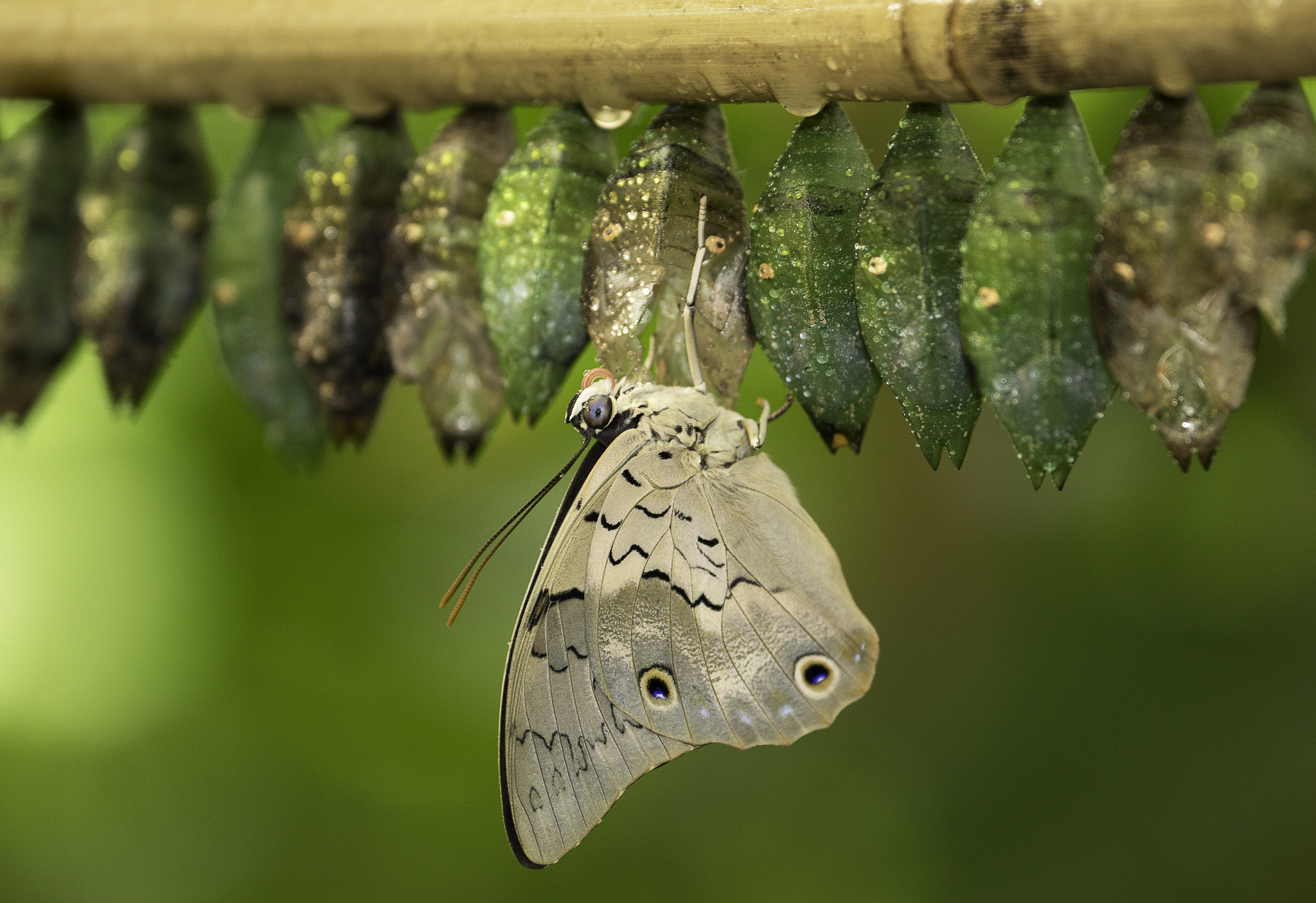 Canon EF 70-300mm F4-5.6L IS USM sample photo. Butterfly upsidedown photography