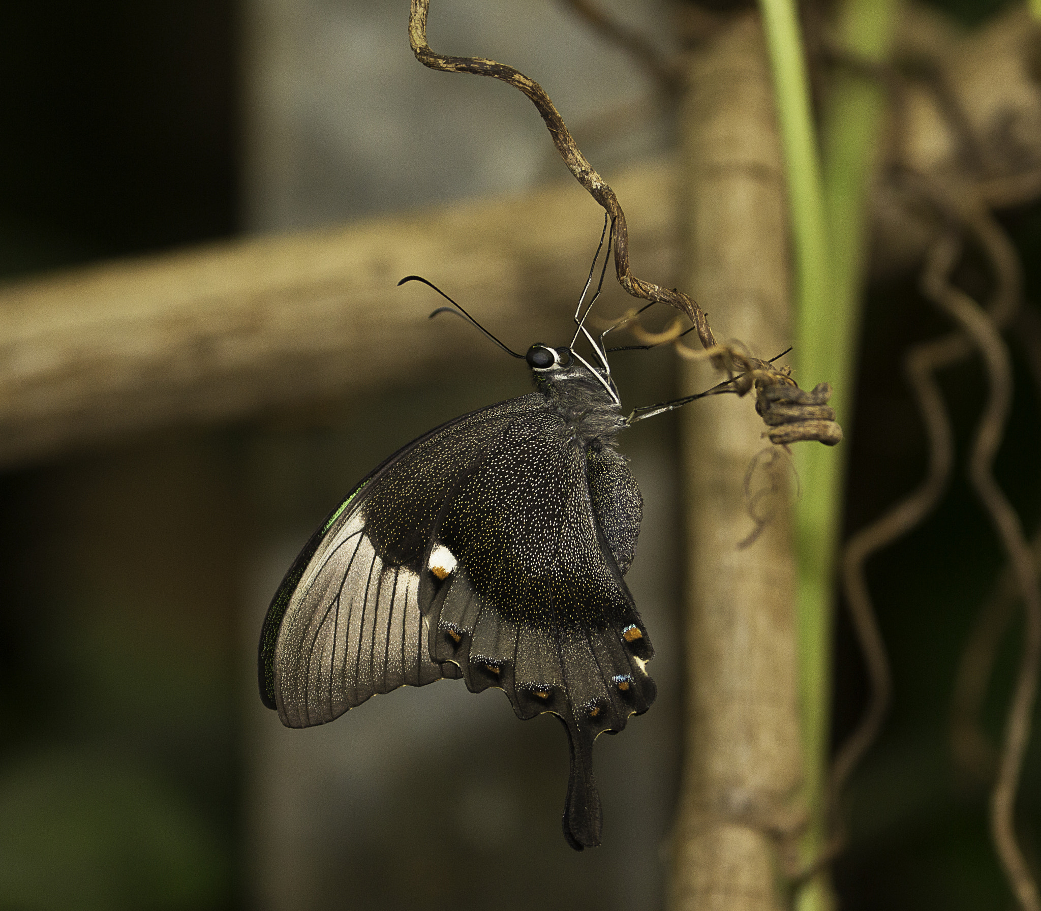 Canon EF 70-300mm F4-5.6L IS USM sample photo. Butterfly black photography