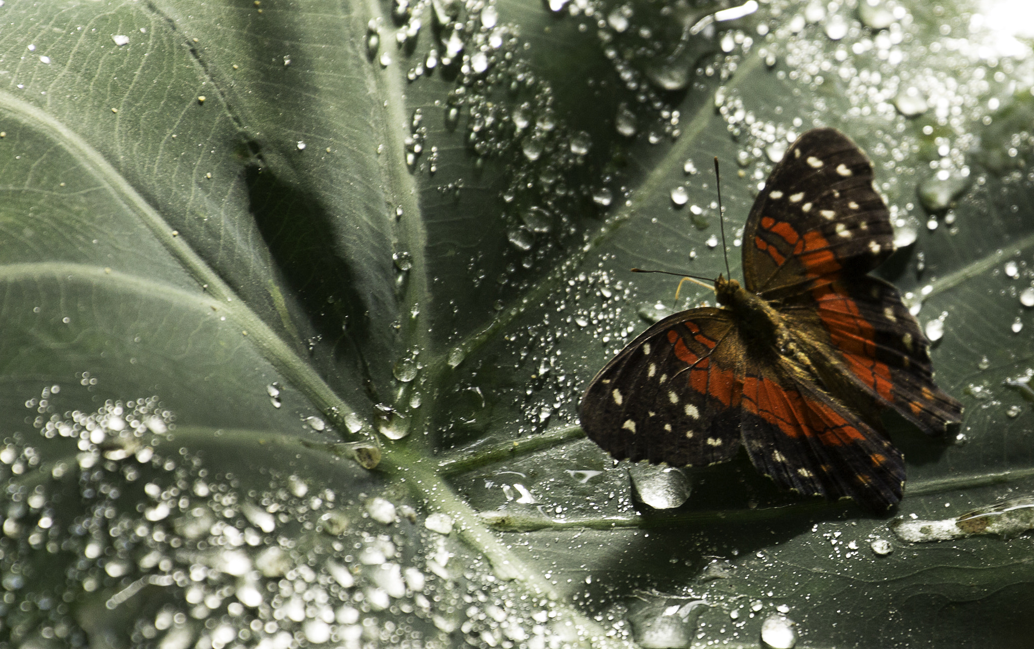 Canon EF 70-300mm F4-5.6L IS USM sample photo. Butterfly red photography