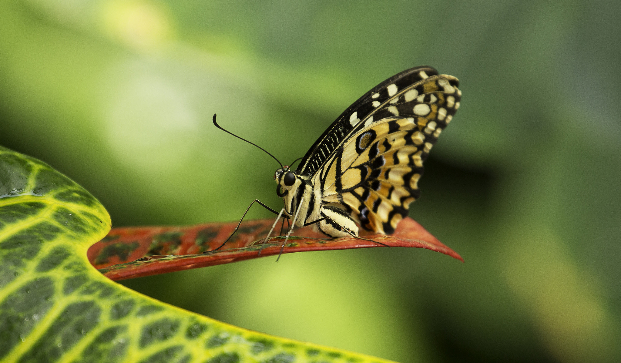 Canon EF 70-300mm F4-5.6L IS USM sample photo. Butterfly photography