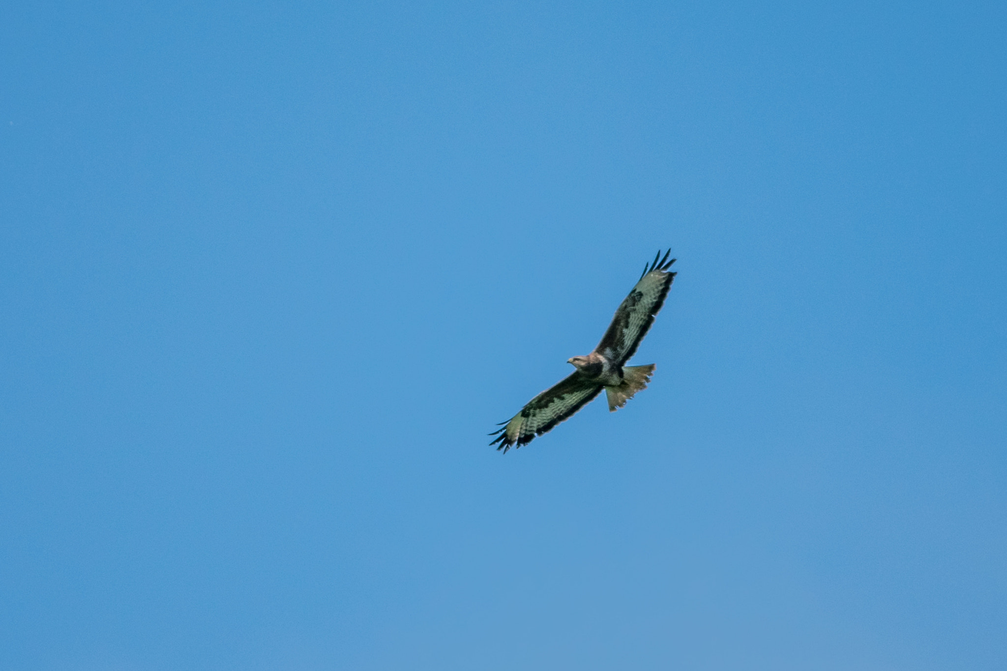 Nikon D5300 + Nikon AF-S Nikkor 300mm F4D ED-IF sample photo. Buzzard wings photography