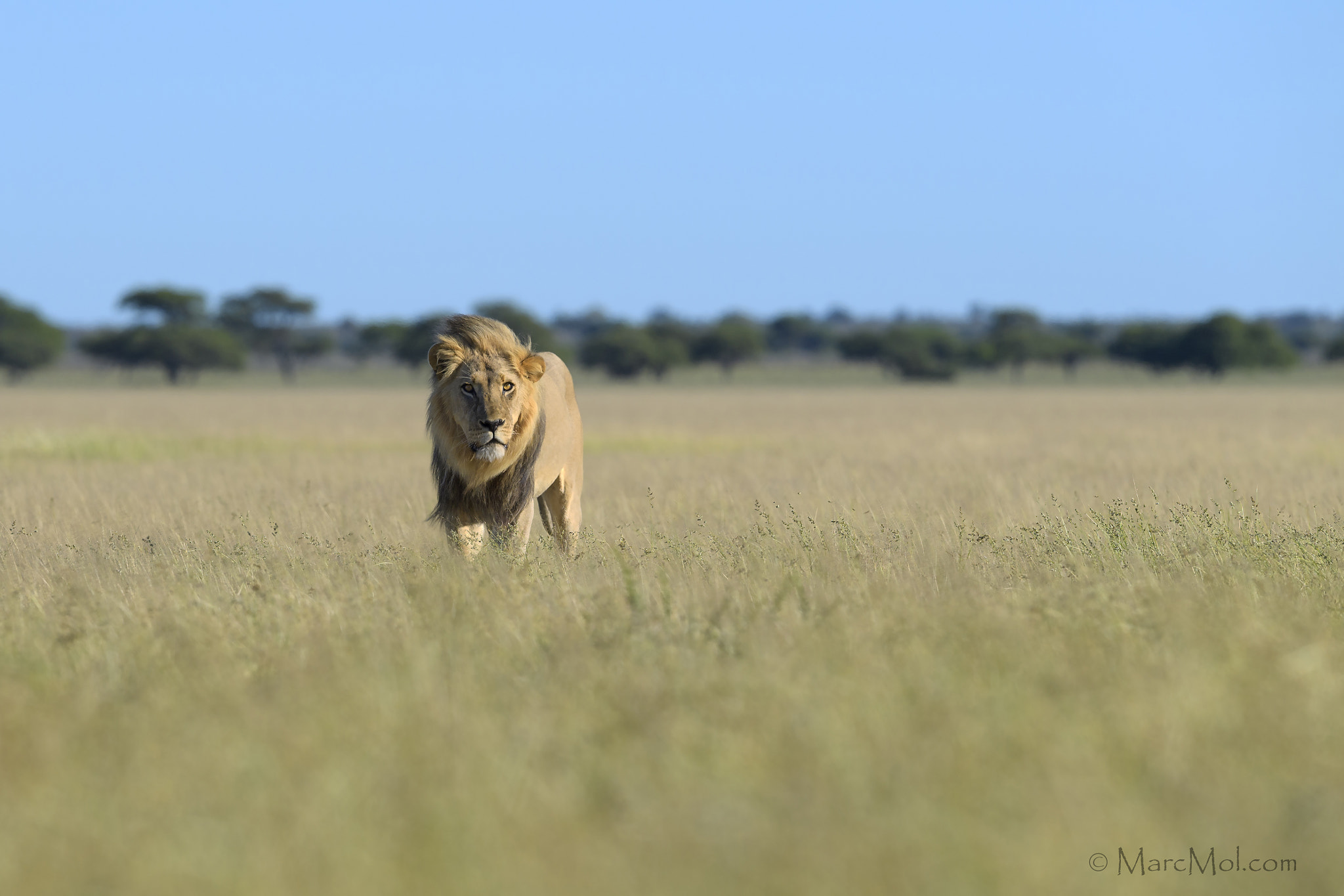 Nikon AF-S Nikkor 400mm F2.8E FL ED VR sample photo. Kalahari king photography