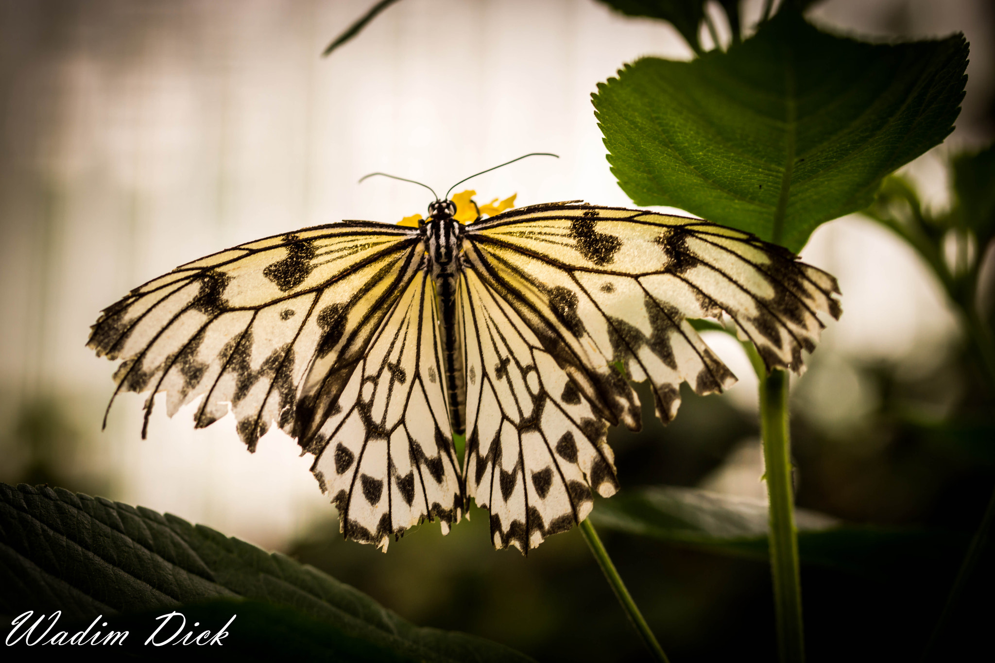 Sony SLT-A65 (SLT-A65V) + 90mm F2.8 Macro SSM sample photo. Schmetter photography