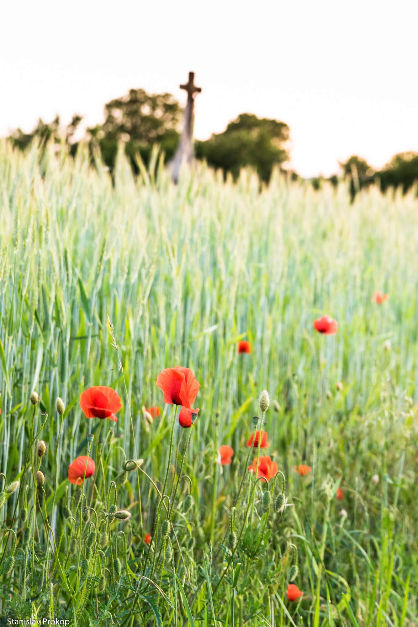 Sony a7 + Tamron AF 28-75mm F2.8 XR Di LD Aspherical (IF) sample photo. Red poppy with cross photography