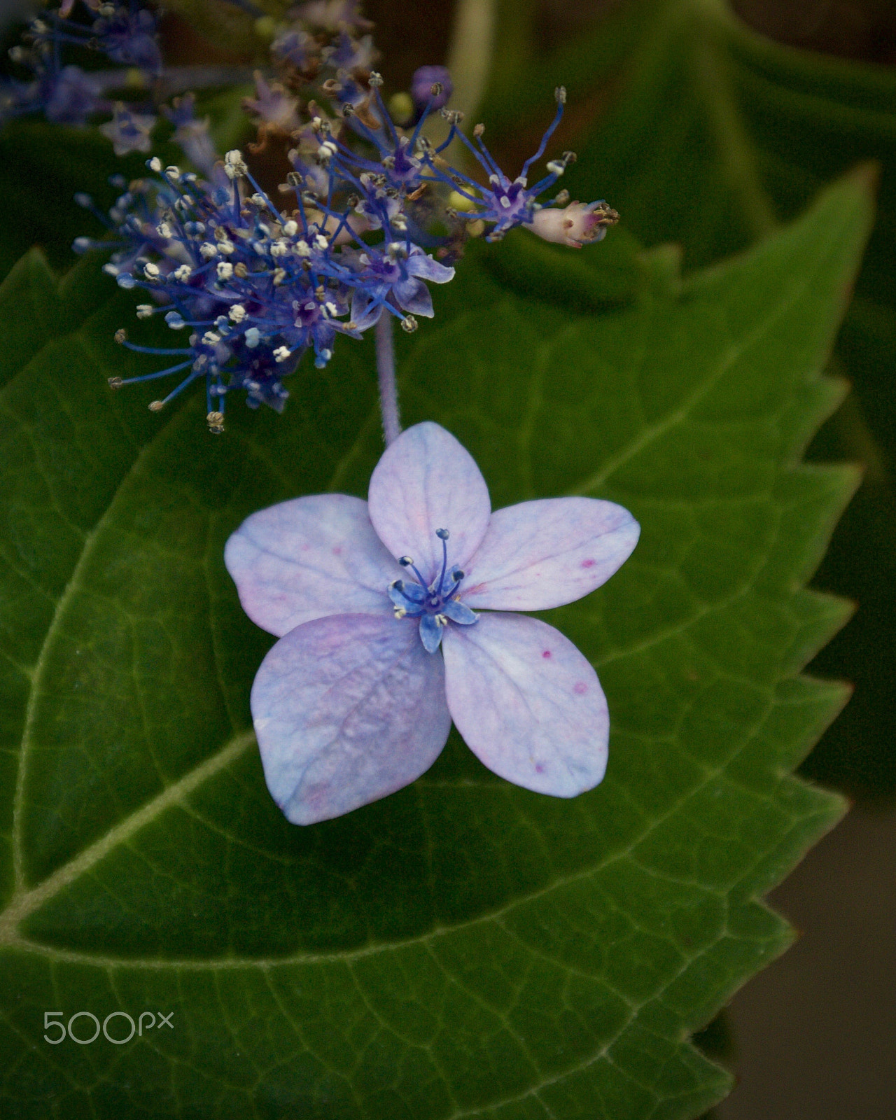 Nikon 1 J2 sample photo. Hydrangea photography