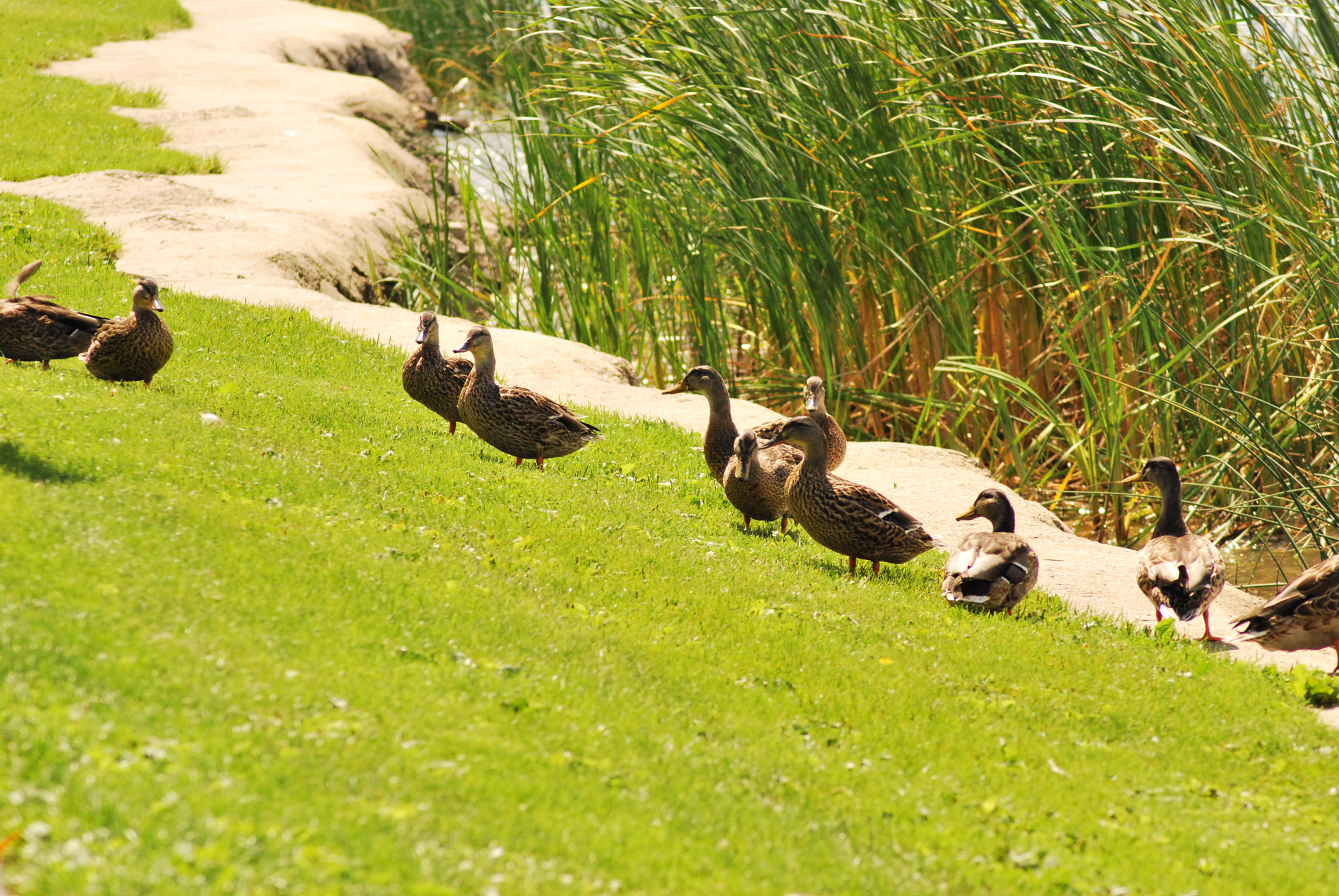 Nikon AF Nikkor 70-300mm F4-5.6G sample photo. Elizabeth's birthday picnic photography