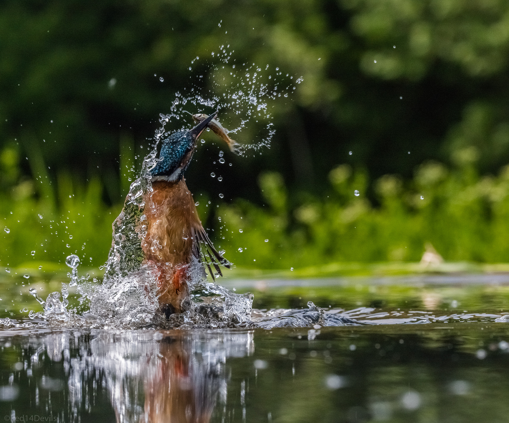 Canon EOS 5DS + Canon EF 100-400mm F4.5-5.6L IS II USM sample photo. Common kingfisher photography