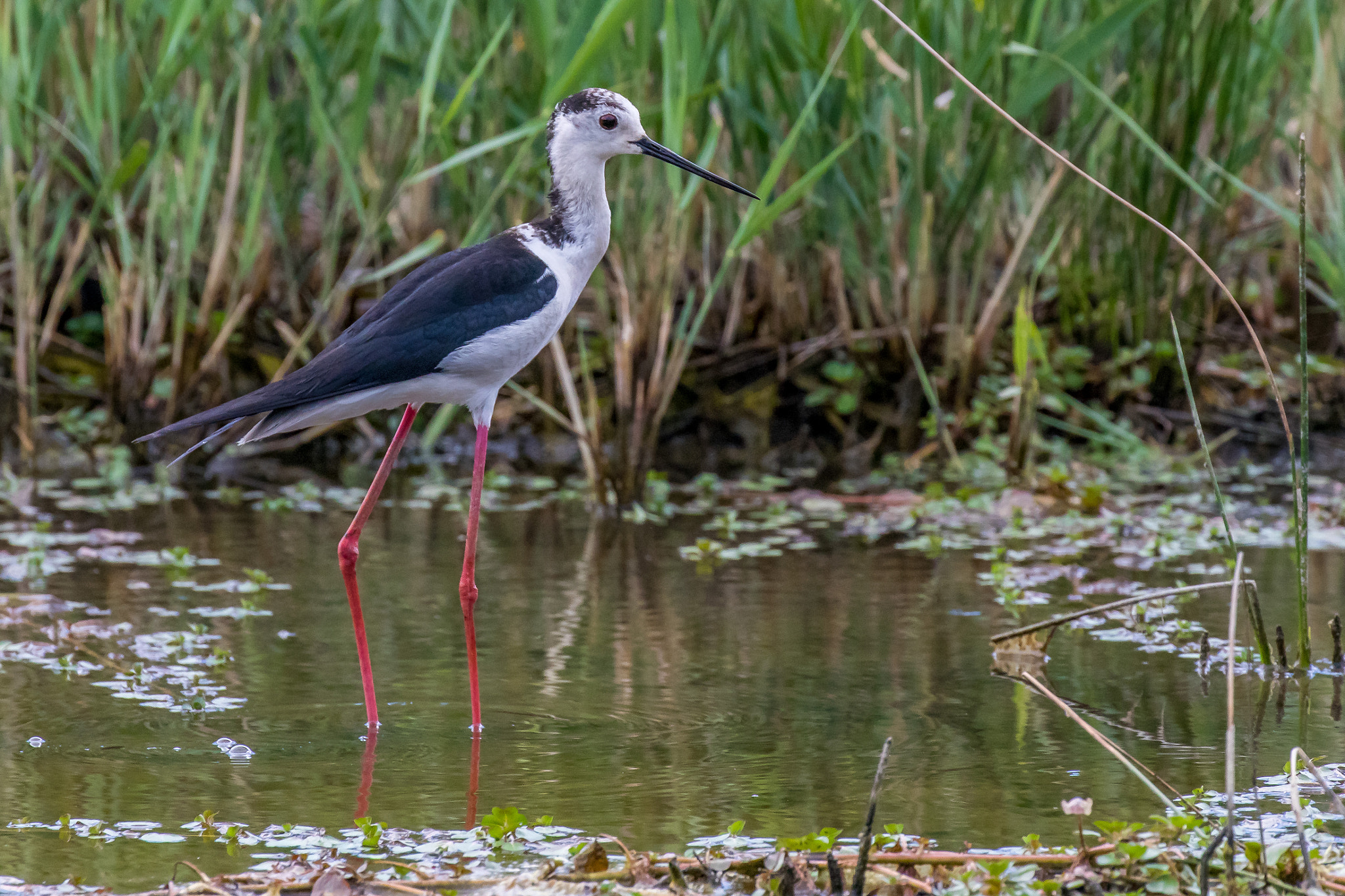 Canon EF 100-400mm F4.5-5.6L IS II USM sample photo. Echasse blanche photography