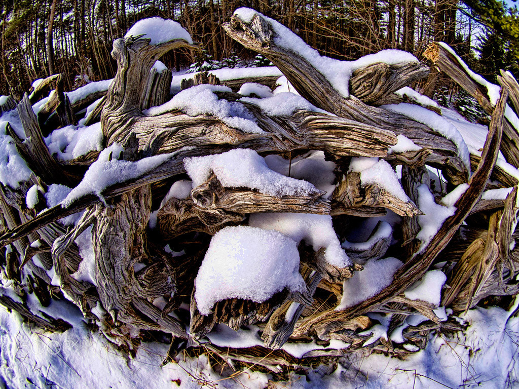 Olympus E-5 + OLYMPUS 8mm Lens sample photo. Tree roots fence photography