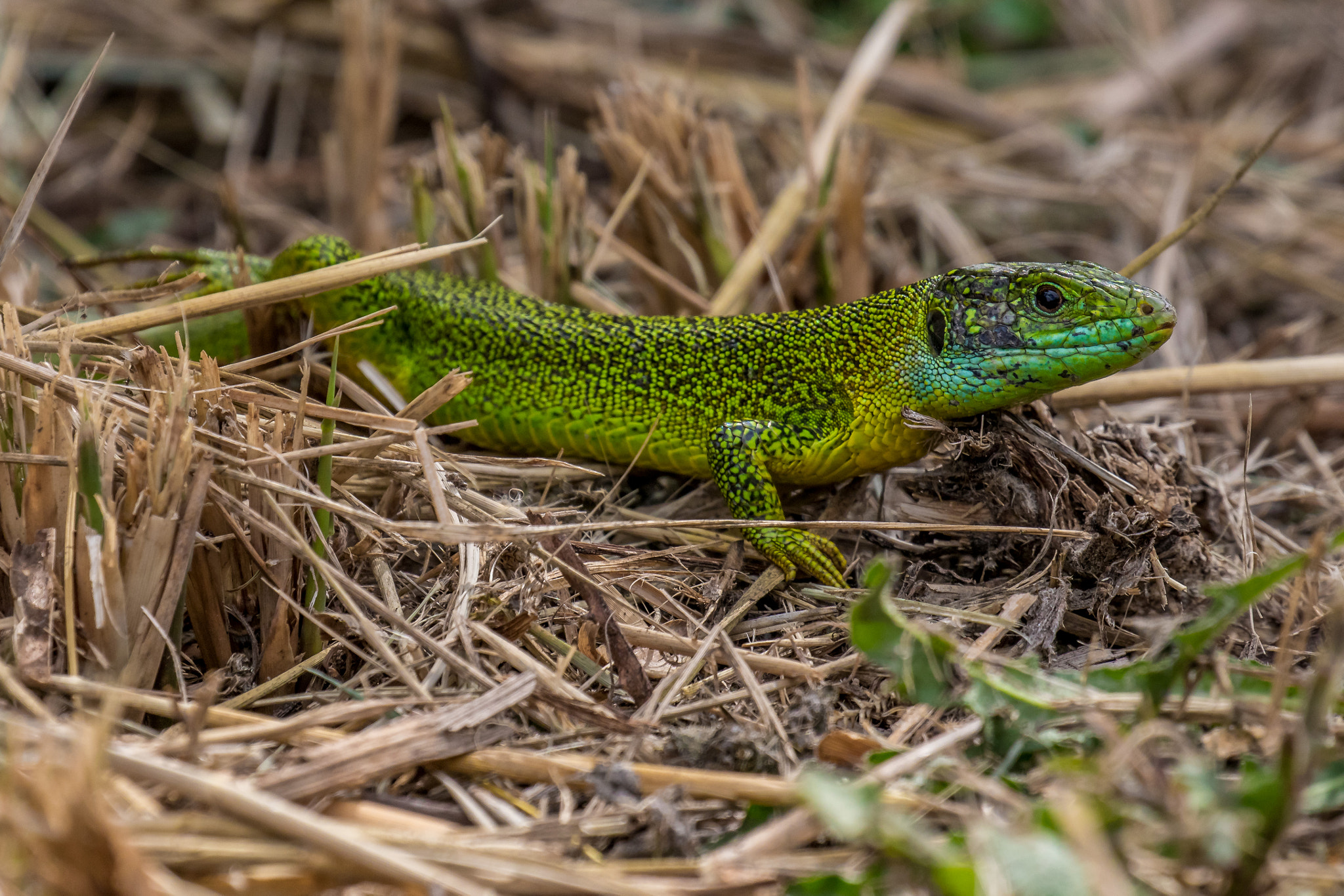 Canon EF 100-400mm F4.5-5.6L IS II USM sample photo. Lézard vert photography