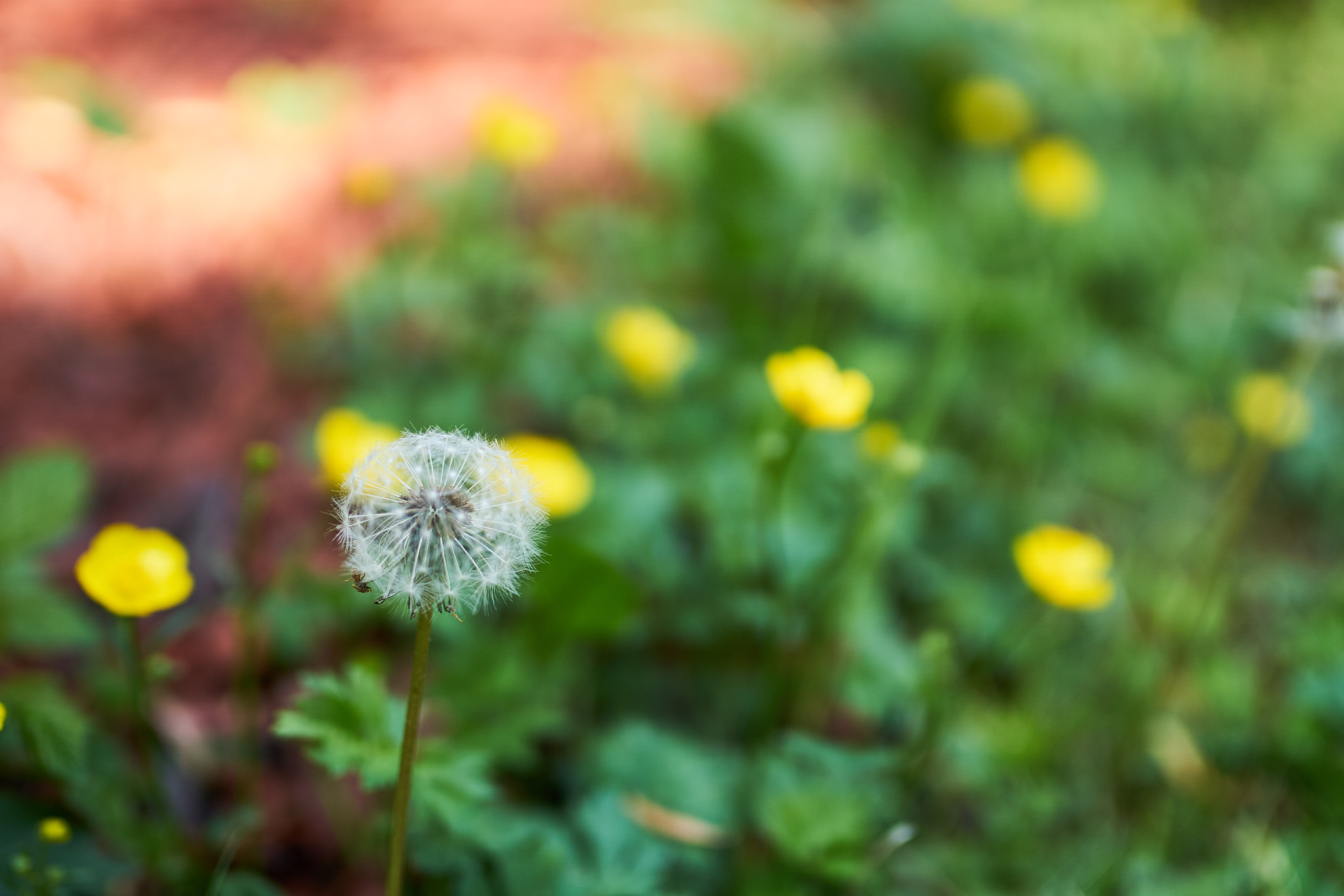 Sony ILCA-77M2 + 35mm F1.4 sample photo. Inthegarden photography
