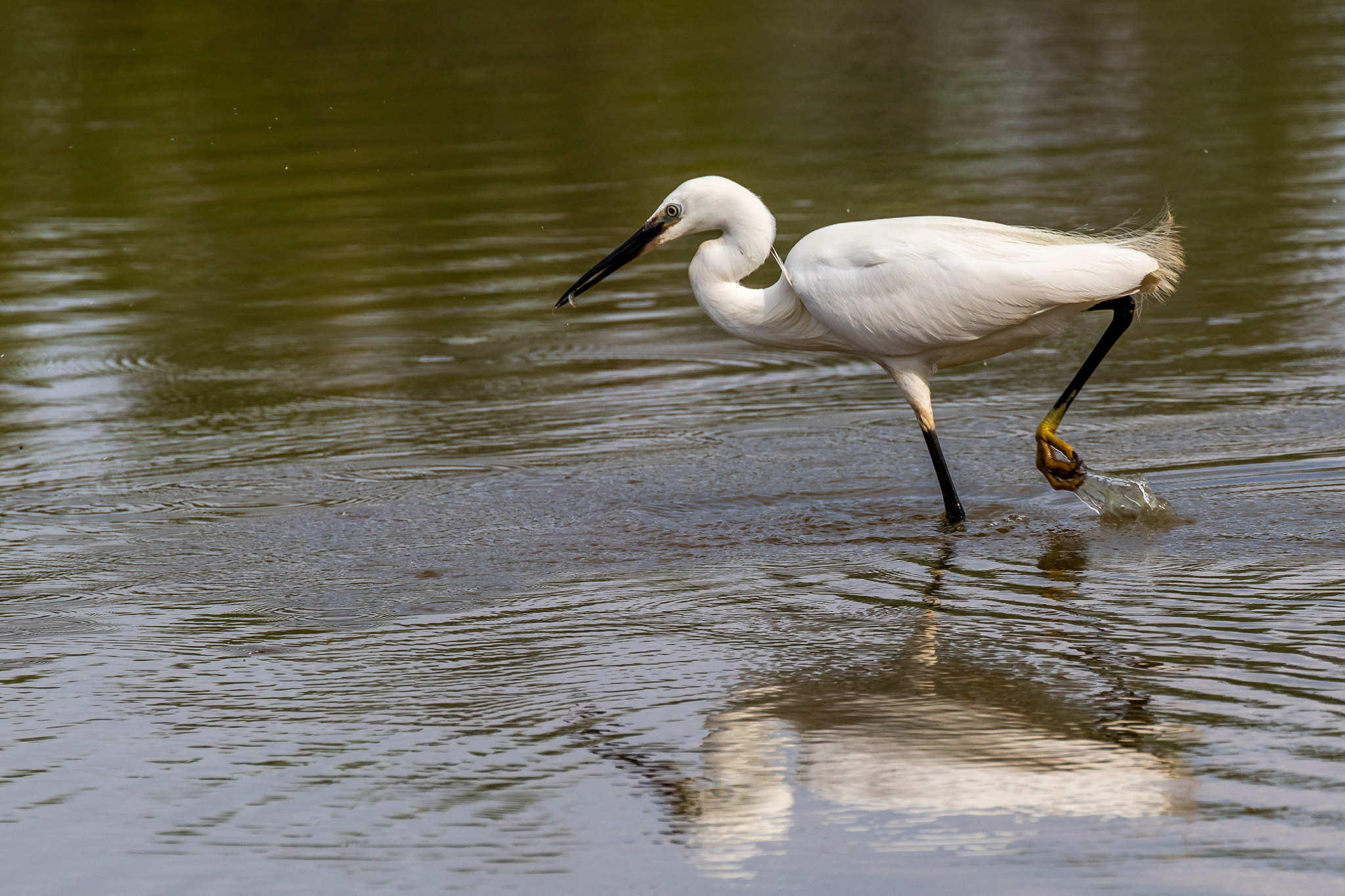 Canon EF 100-400mm F4.5-5.6L IS II USM sample photo. Fishing photography