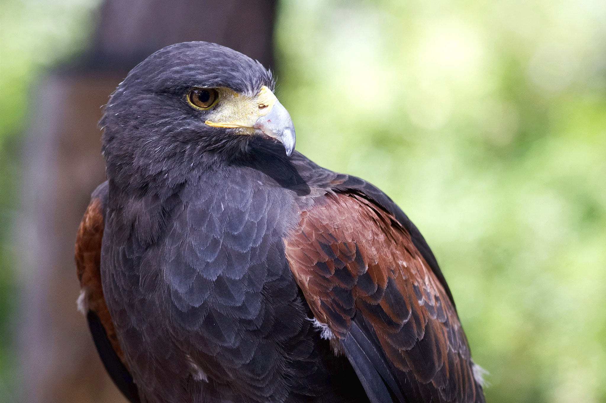 Pentax K-x sample photo. Harris hawk photography