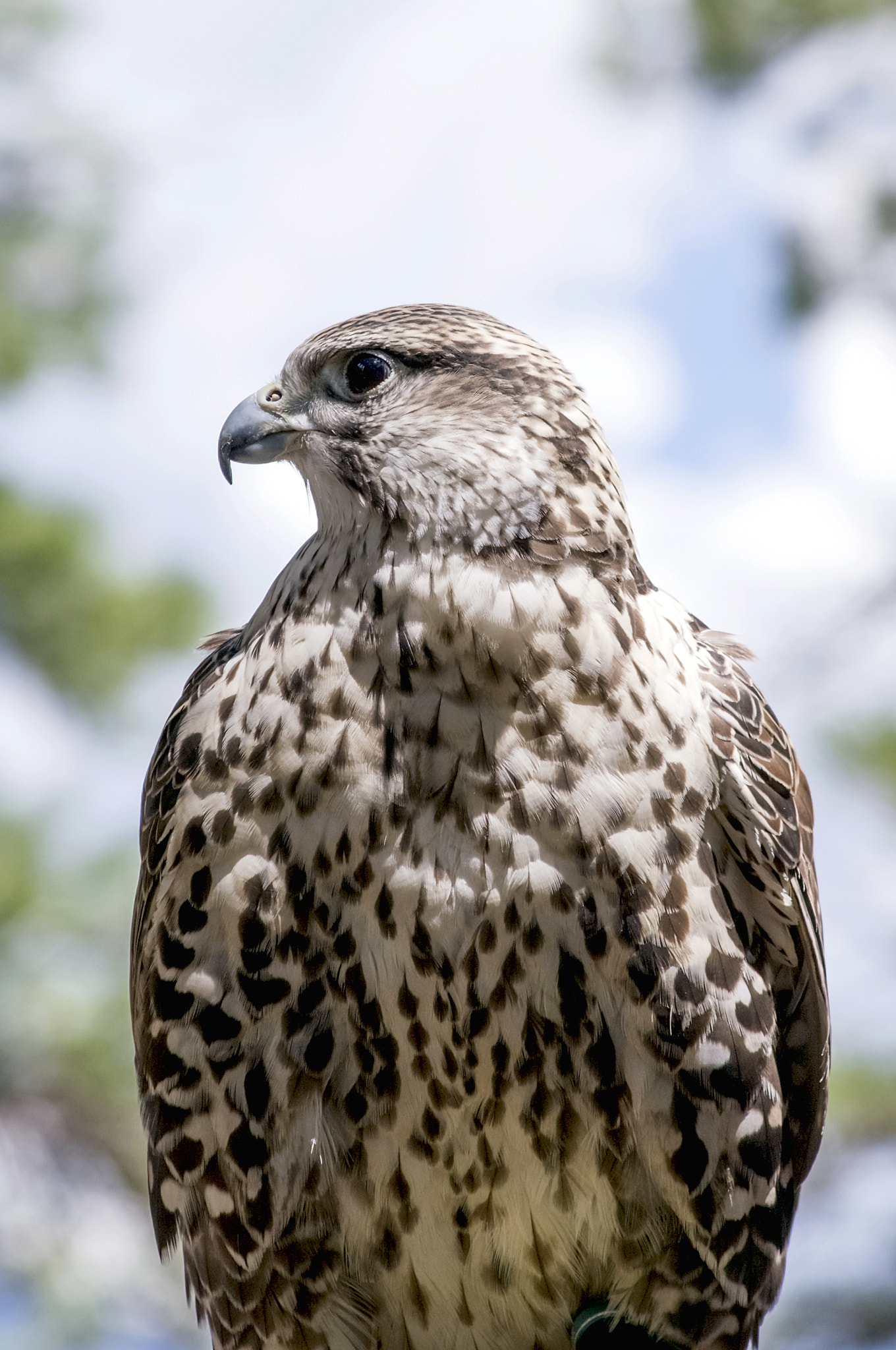 smc PENTAX-DA L 55-300mm F4-5.8 ED sample photo. Gyrfalcon photography