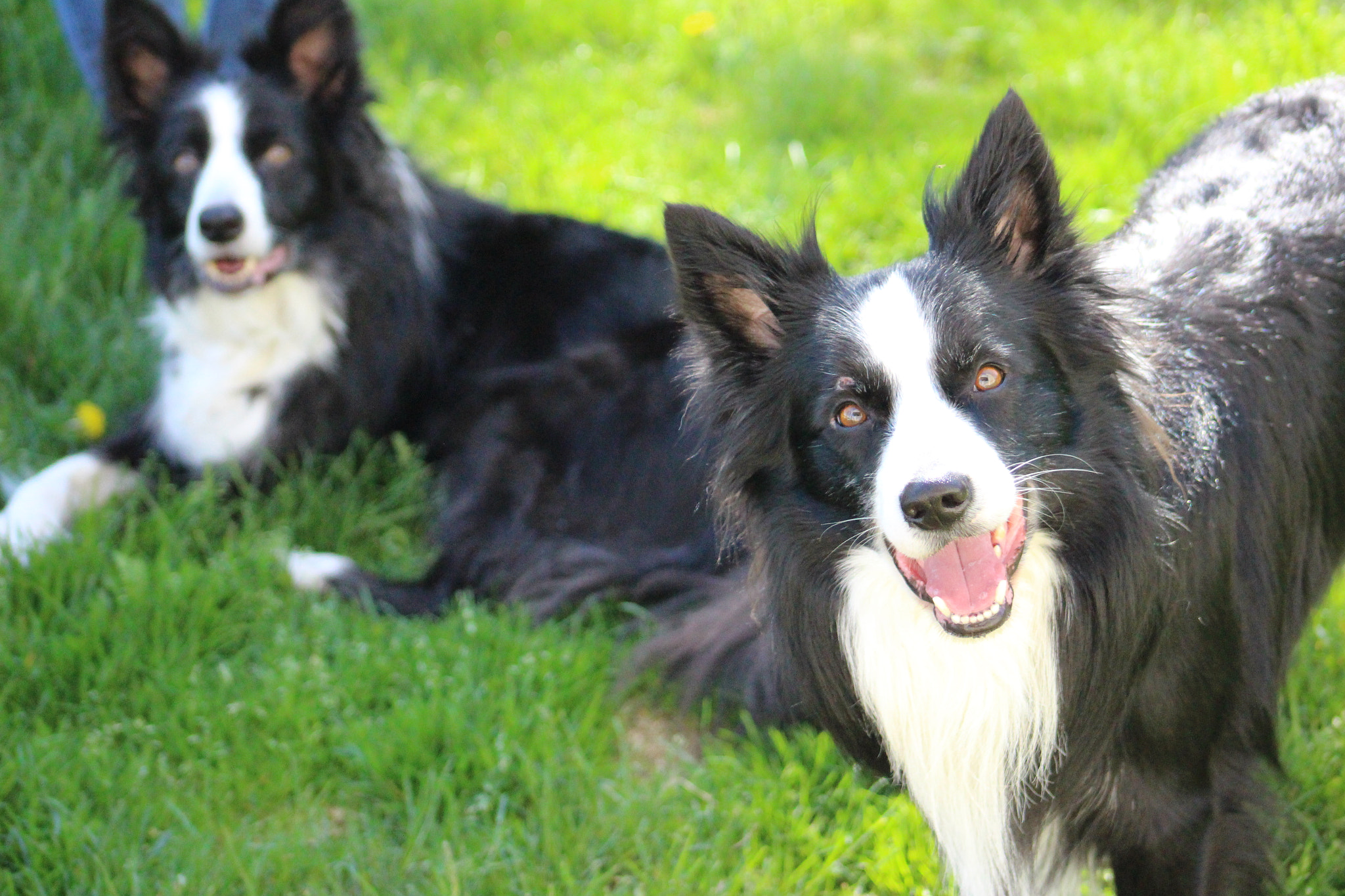 Canon EF 75-300mm f/4-5.6 USM sample photo. Sun soaking collies photography