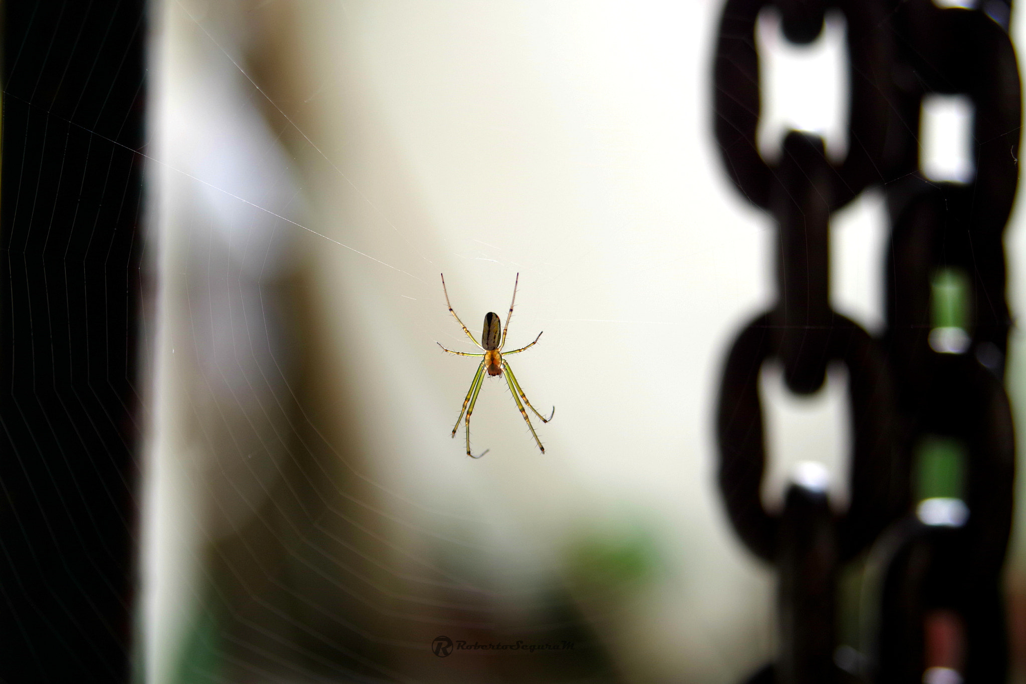 Pentax K-S2 + A Series Lens sample photo. Araña encadenada photography