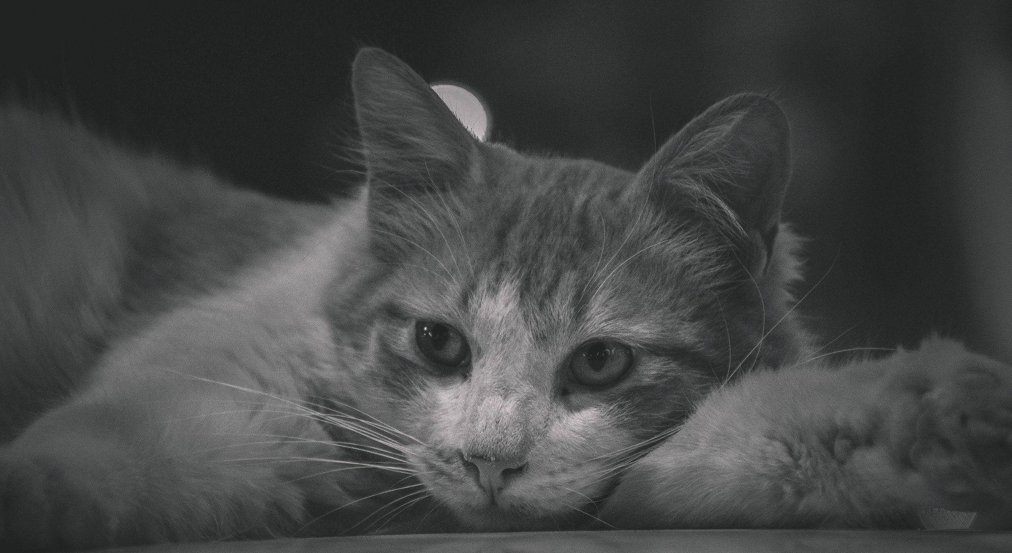Canon EF-S 18-200mm F3.5-5.6 IS sample photo. Let me sleep. photography