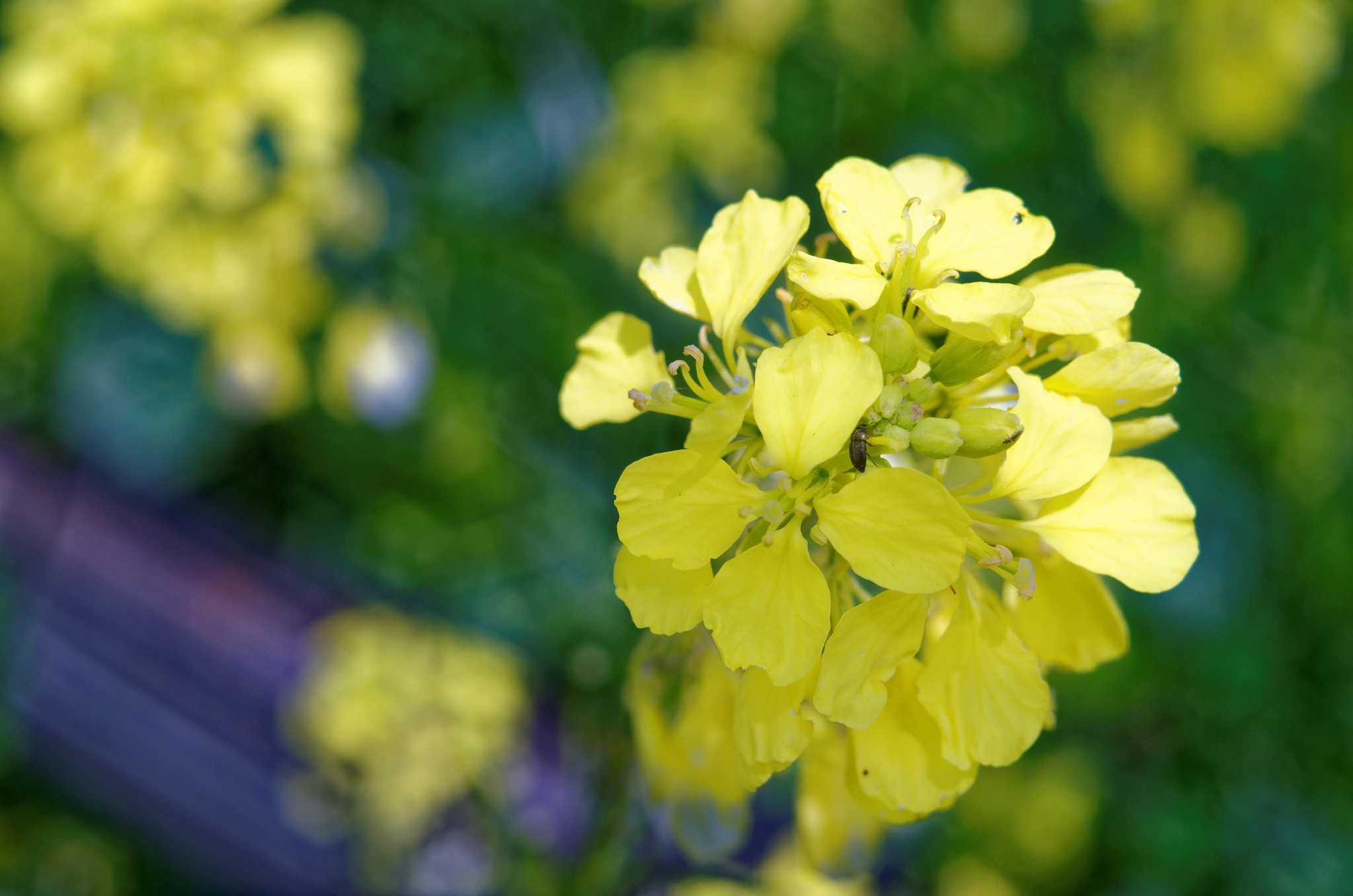 Manual Lens No CPU sample photo. Rapeseed photography