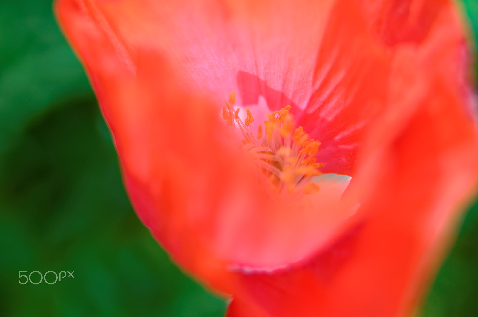 Manual Lens No CPU sample photo. Flamenco photography