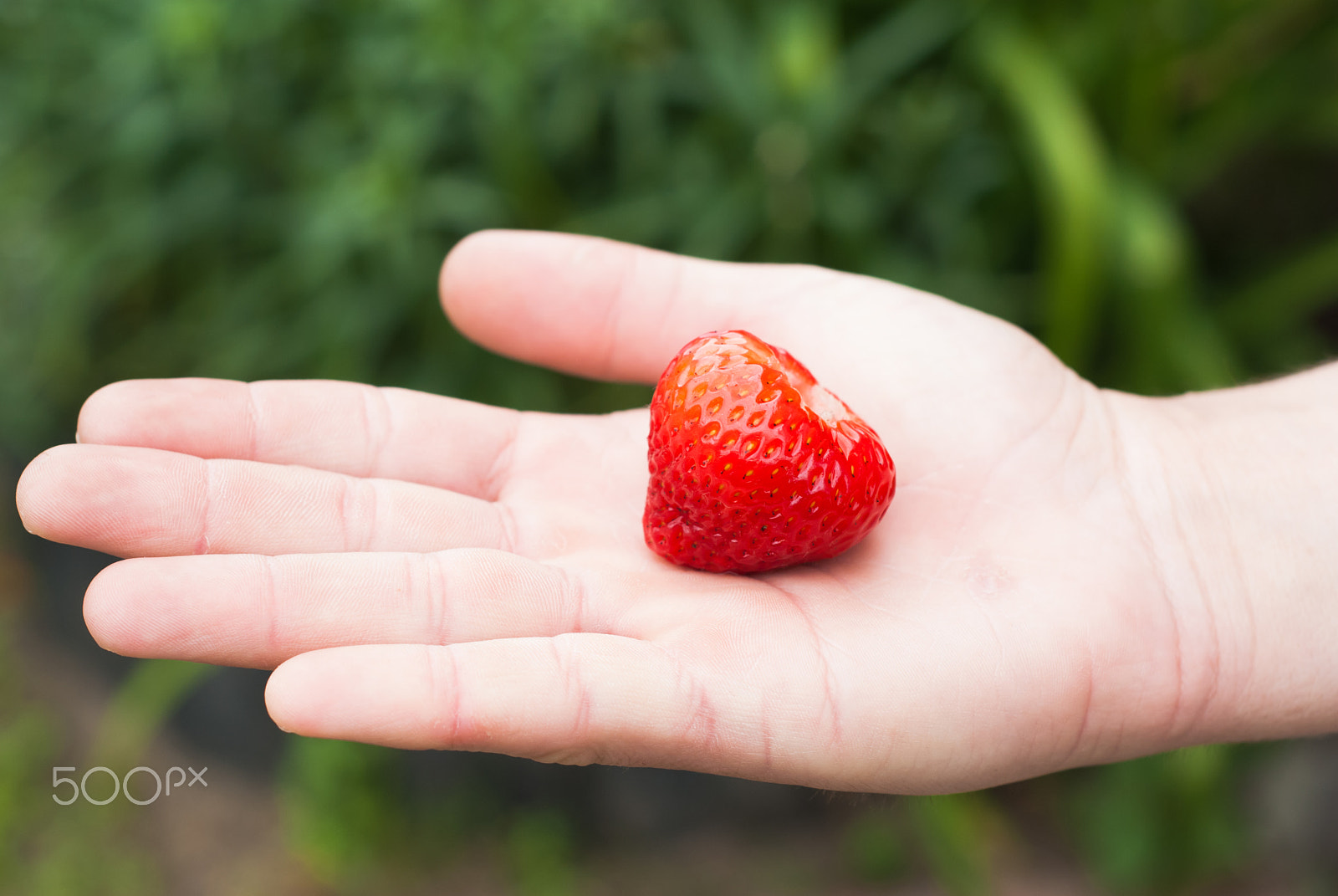 Nikon D80 + AF Nikkor 50mm f/1.8 N sample photo. Strawberry on the arm of a young man photography