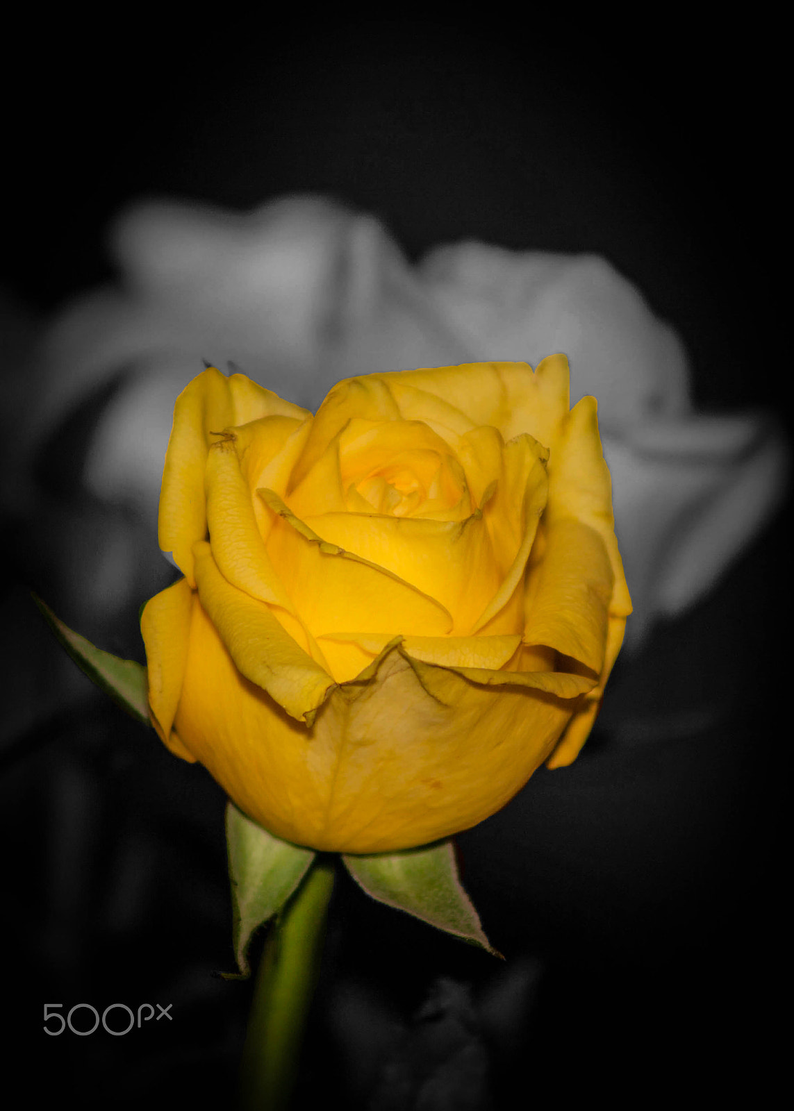 Canon EOS 5D + EF75-300mm f/4-5.6 sample photo. Yellow rose of texas photography