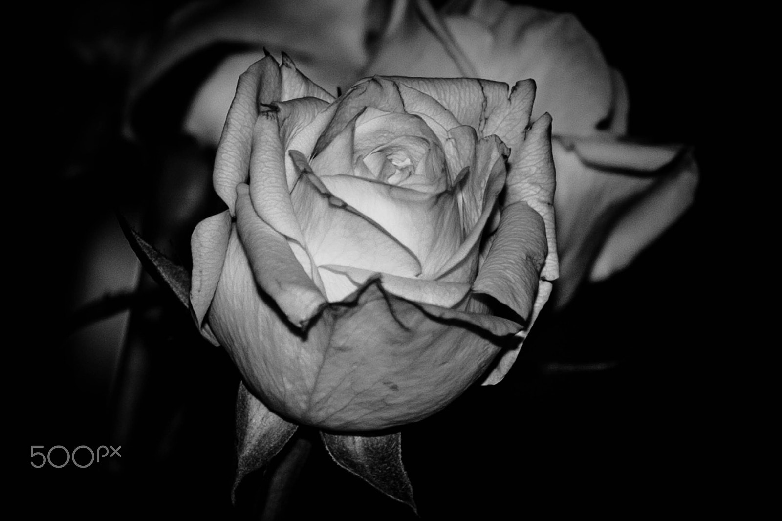 Canon EOS 5D + EF75-300mm f/4-5.6 sample photo. Black and white rose photography
