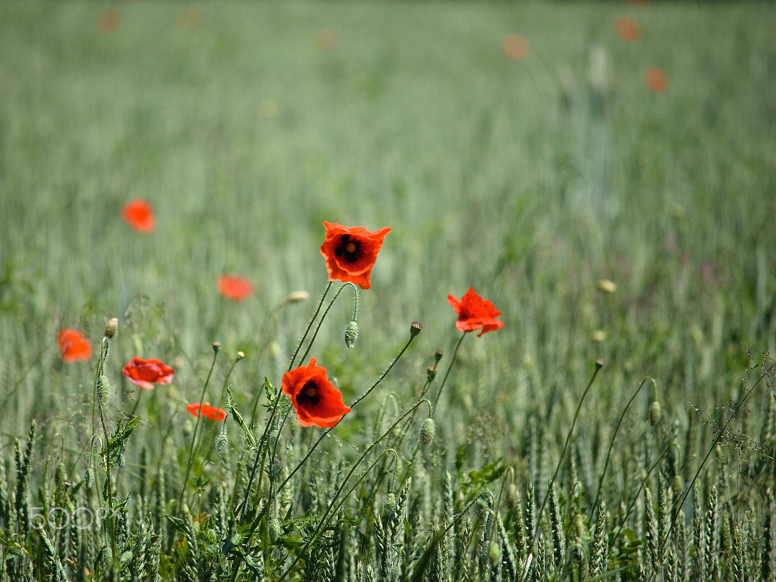 Canon EF-S 55-250mm F4-5.6 IS STM sample photo. Still field poppy photography