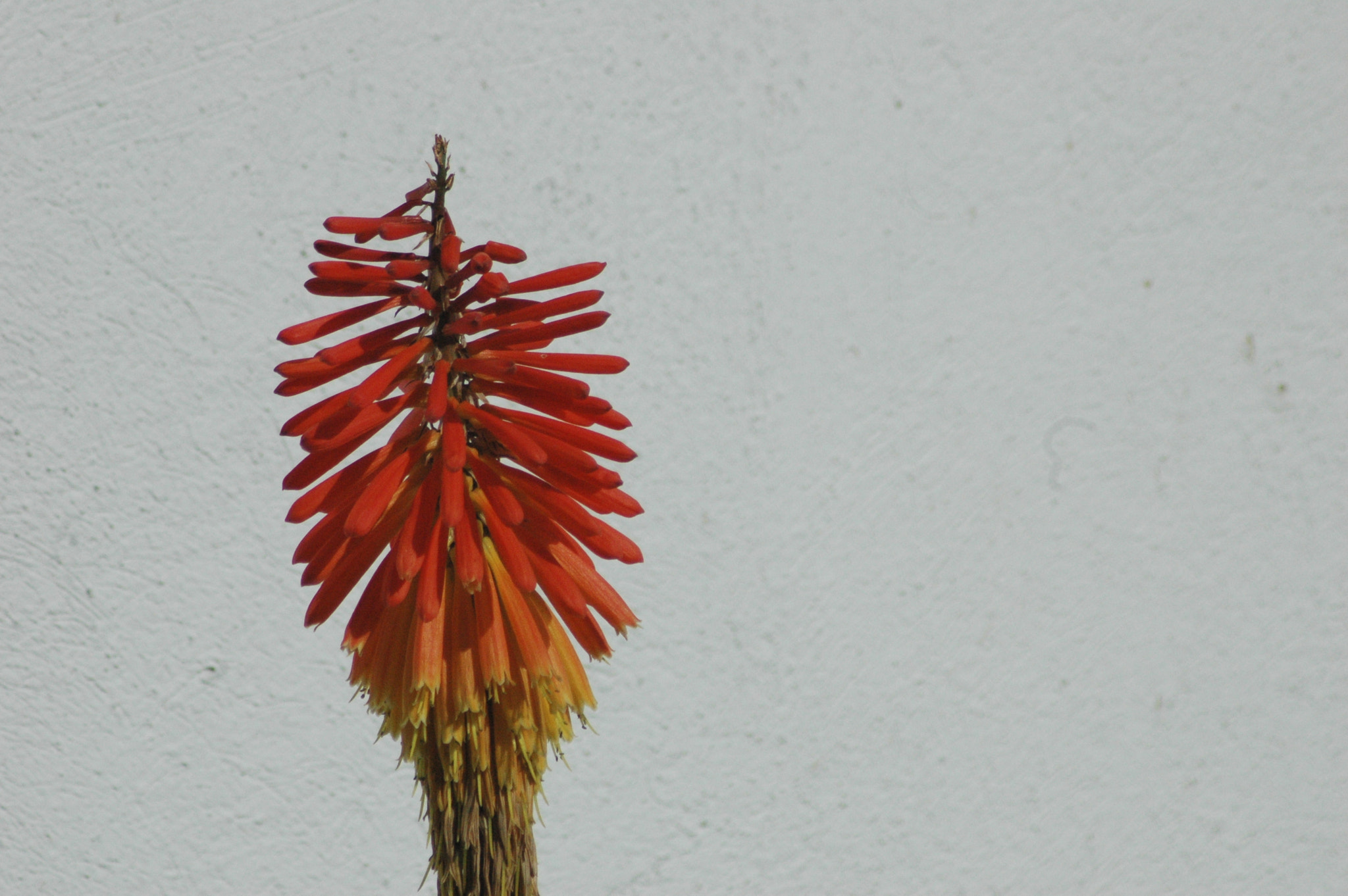 AF Zoom-Nikkor 70-300mm f/4-5.6D ED sample photo. Flower photography