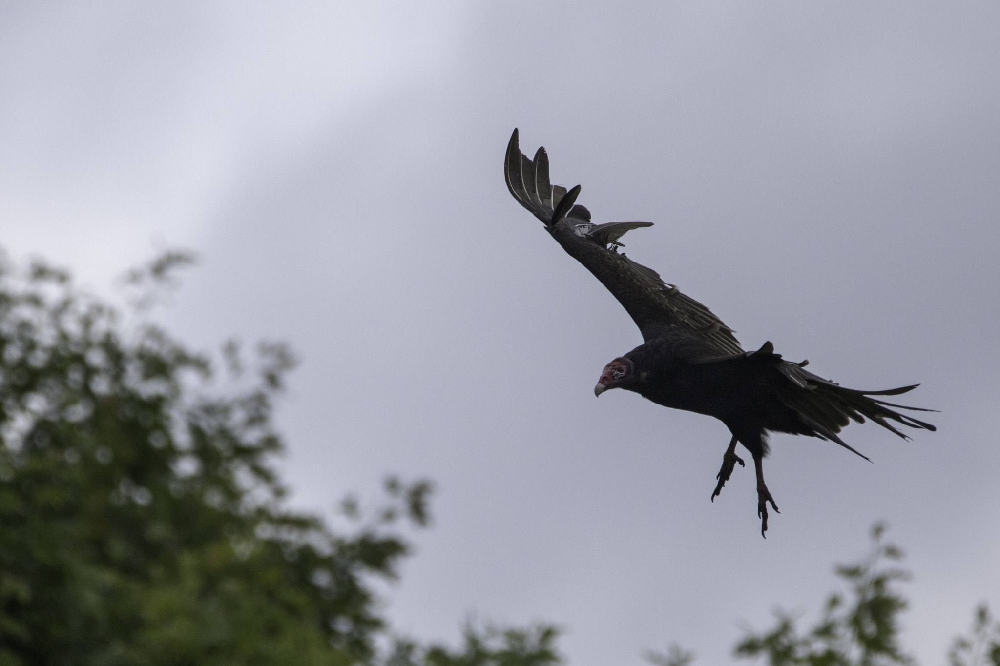 Sigma 150-600mm F5-6.3 DG OS HSM | C sample photo. Turkey vultures photography