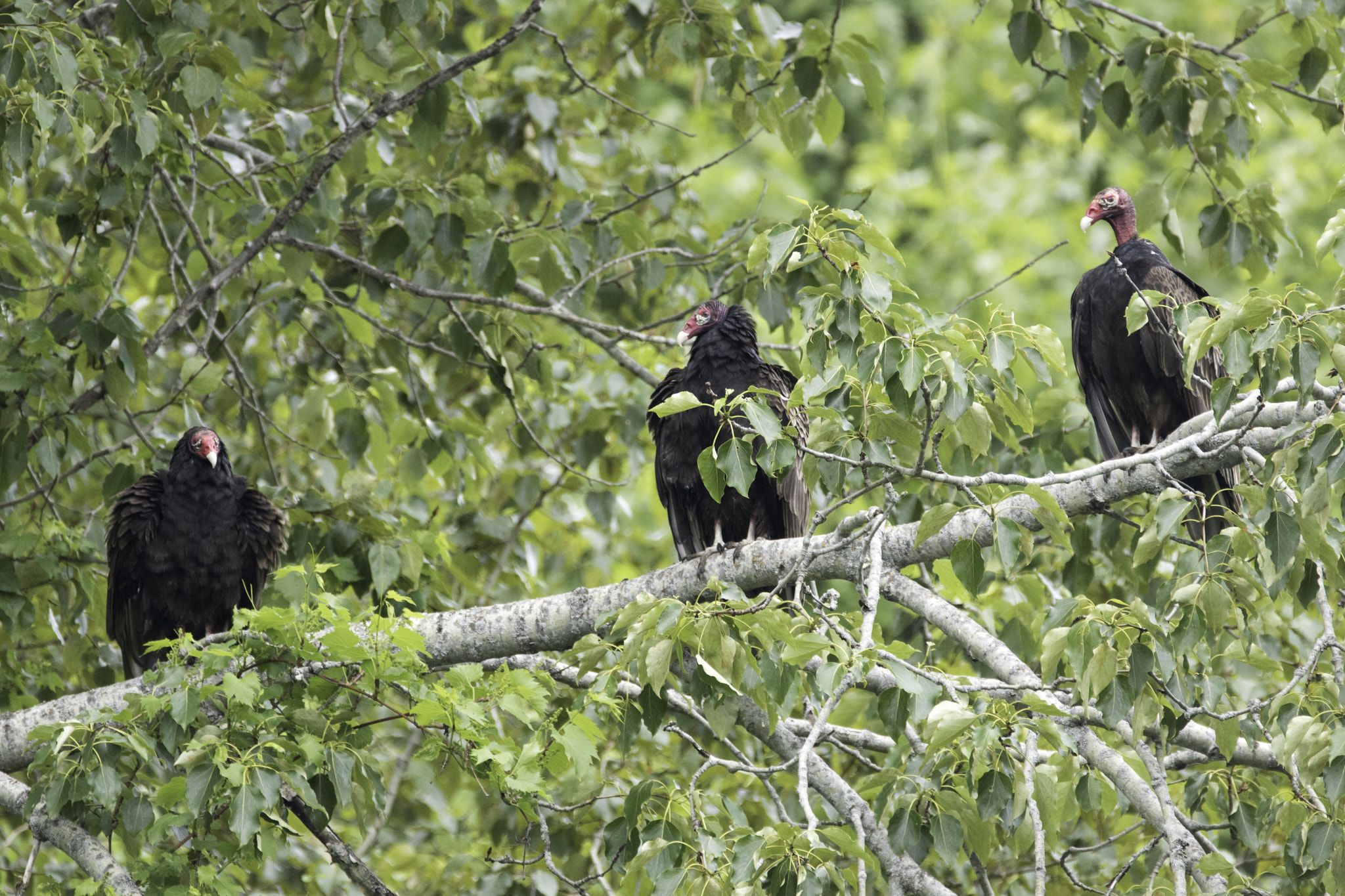 Canon EOS 750D (EOS Rebel T6i / EOS Kiss X8i) + Sigma 150-600mm F5-6.3 DG OS HSM | C sample photo. Turkey vultures photography