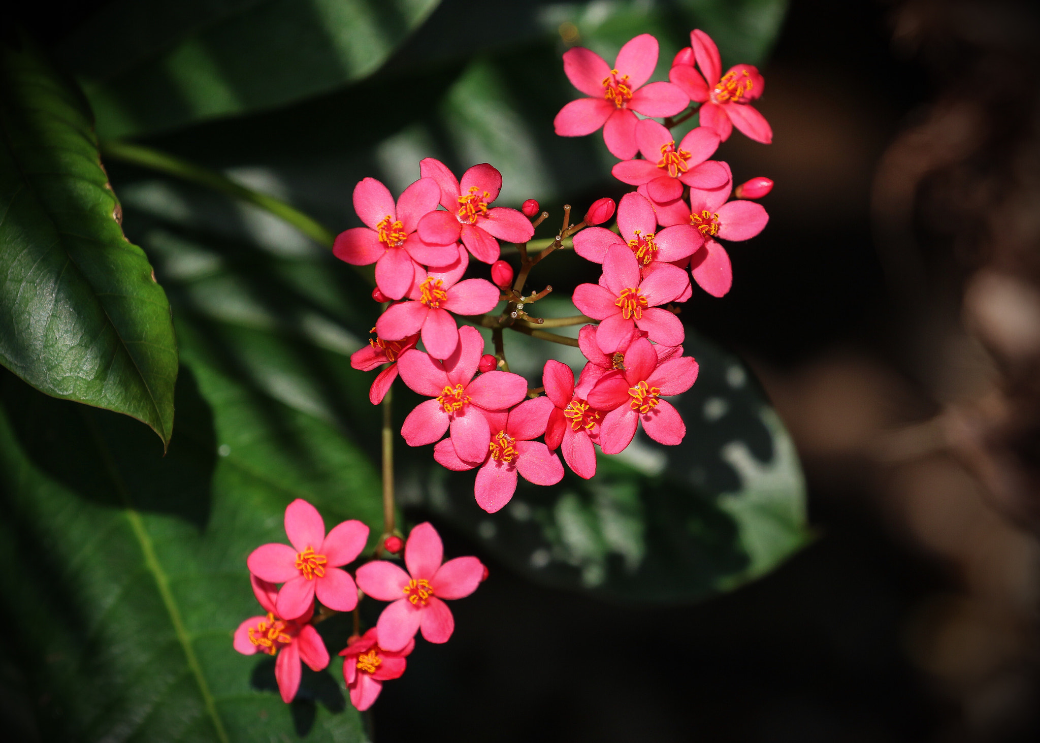 Canon EF 100-400mm F4.5-5.6L IS II USM sample photo. Pink little flowers photography