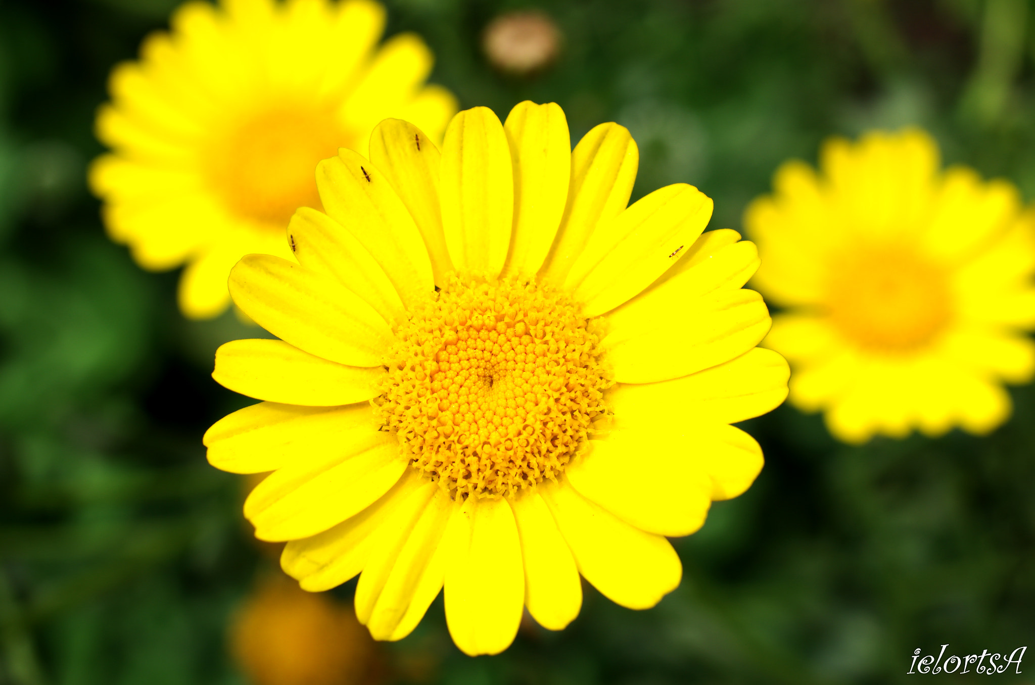 Pentax K-5 + HD Pentax DA 35mm F2.8 Macro Limited sample photo. Flowers photography