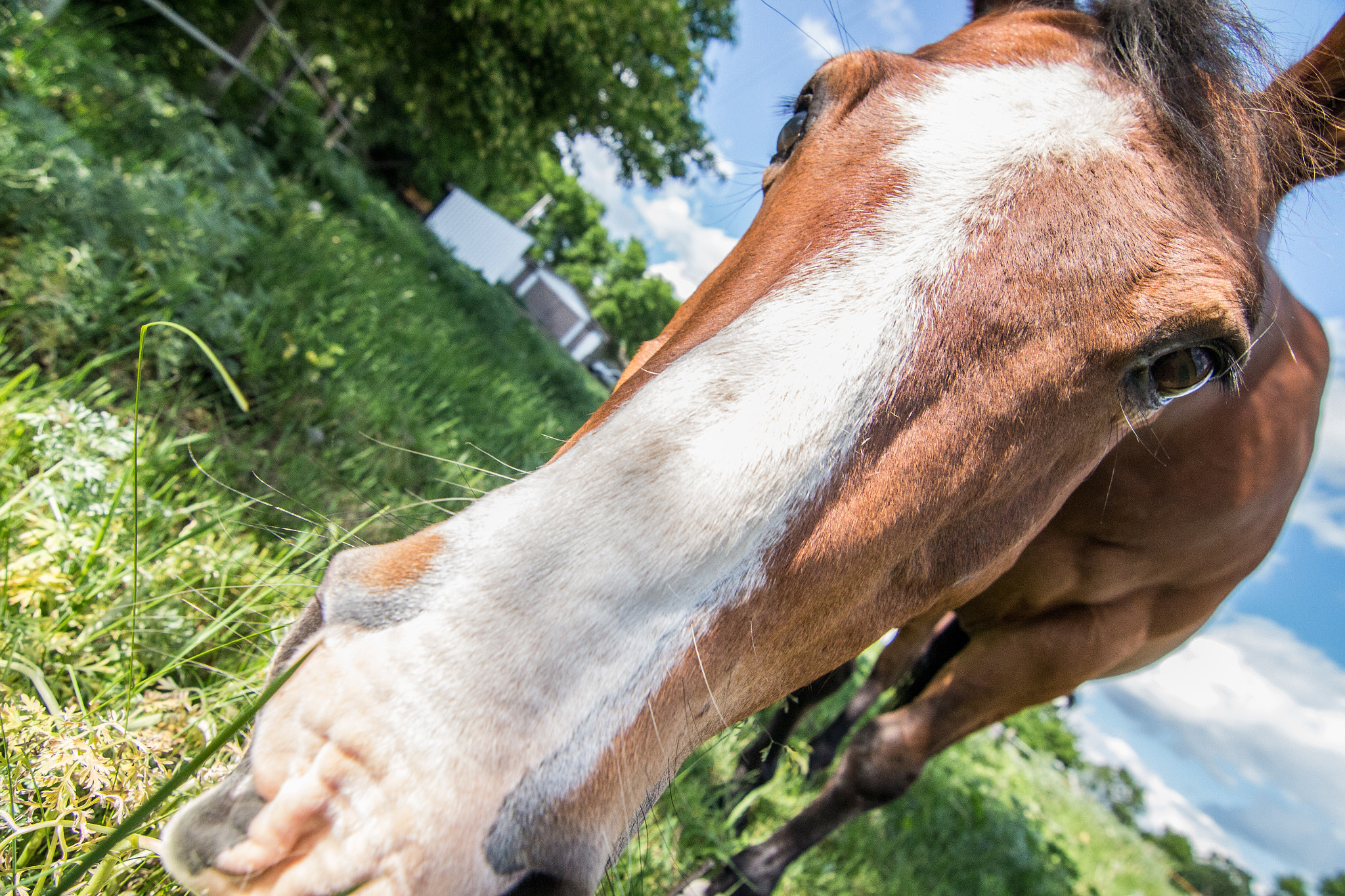 Canon EOS 650D (EOS Rebel T4i / EOS Kiss X6i) sample photo. Horsing around photography