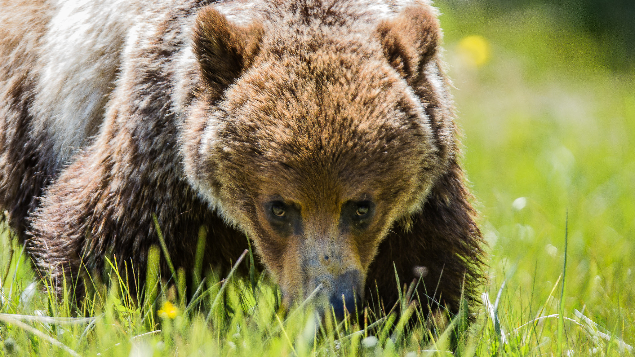 Canon EF 300mm F2.8L IS USM sample photo. Bear stare photography