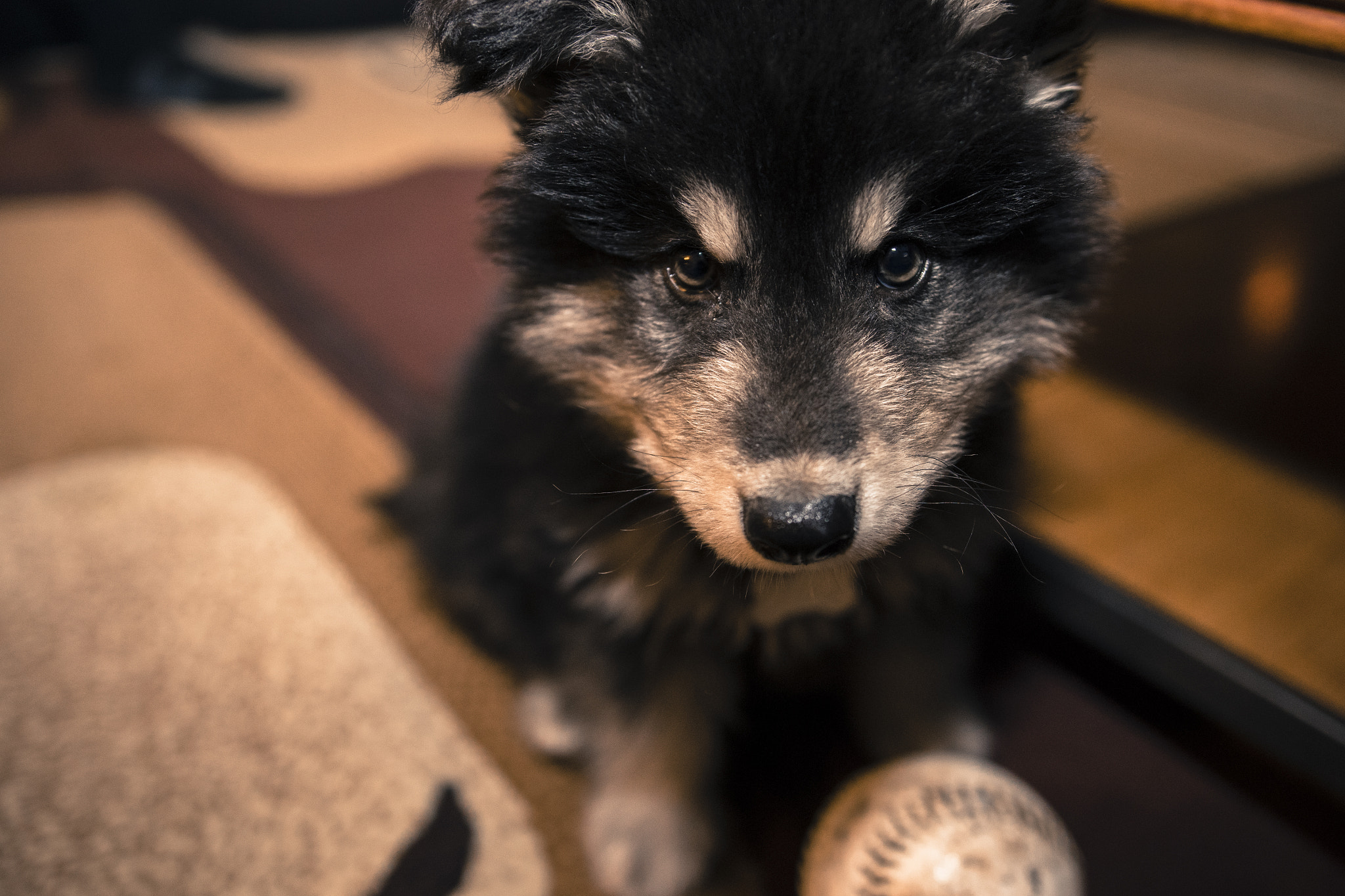 Nikon D810 + Sigma 18-35mm F1.8 DC HSM Art sample photo. Do you like baseballs? photography