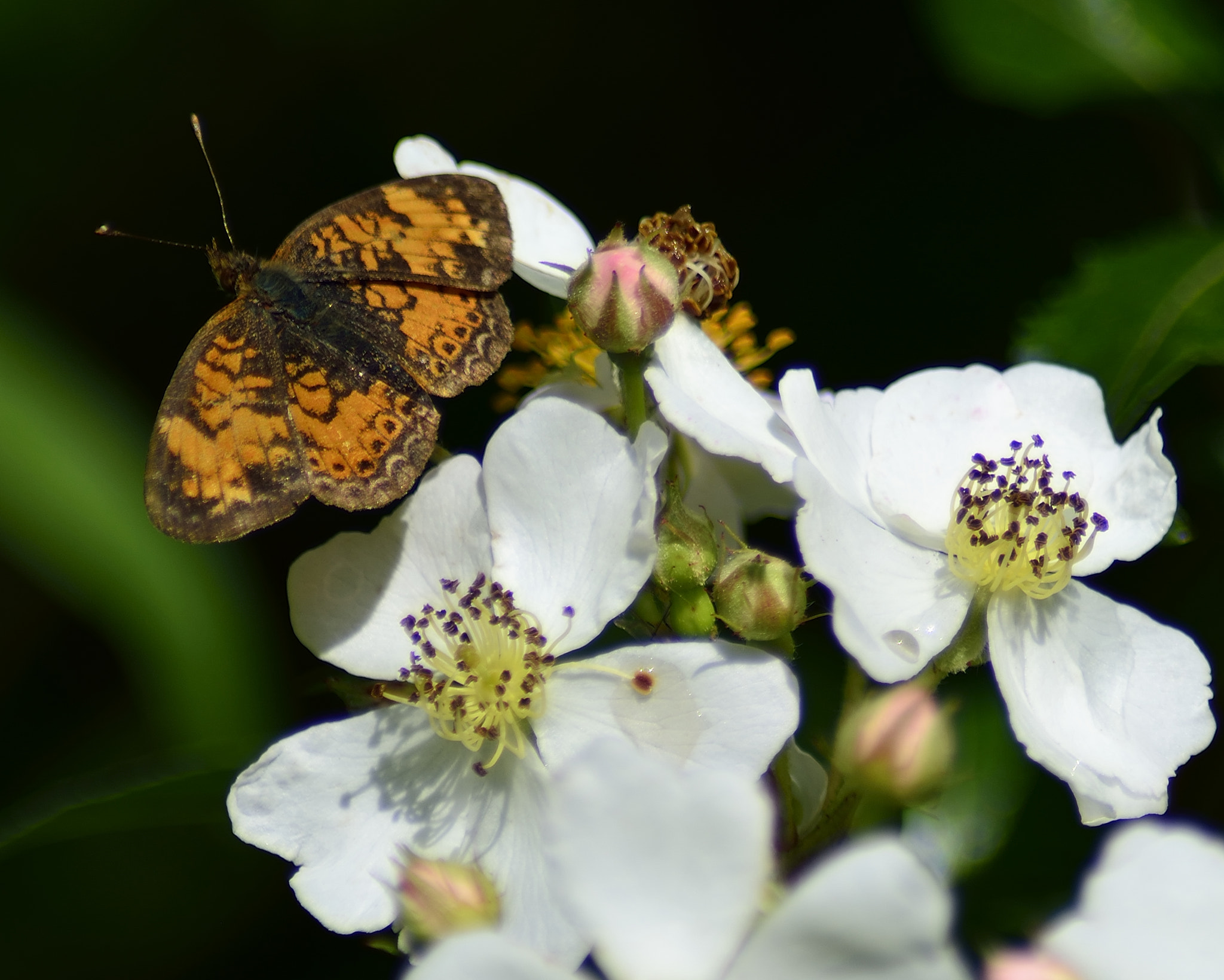 AF Zoom-Nikkor 70-300mm f/4-5.6D ED sample photo. Butter moth photography