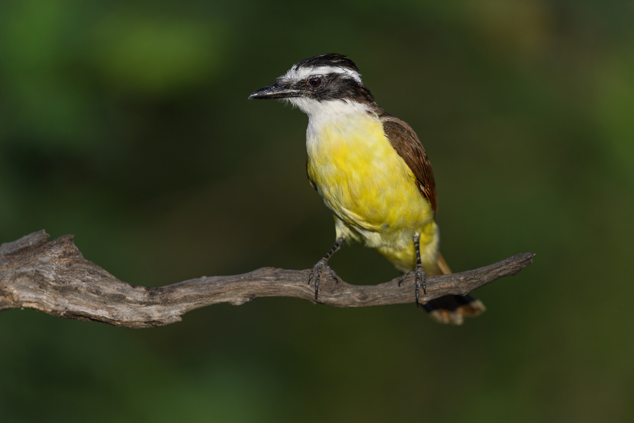 Nikon D5 + Nikon AF-S Nikkor 600mm F4G ED VR sample photo. Kiskadee (pitangus sulphuratus), south texas photography