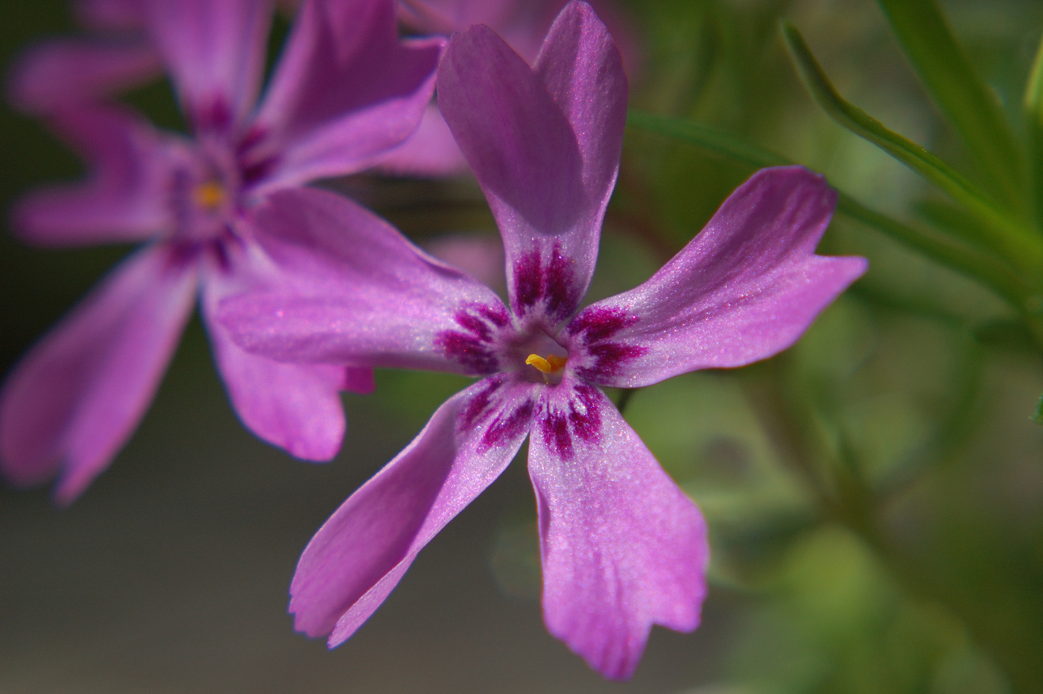 Nikon D50 + AF Nikkor 50mm f/1.8 N sample photo. Purple flower photography