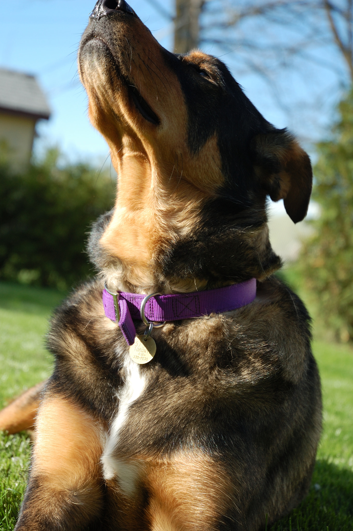 Nikon D50 sample photo. Gryphon photography