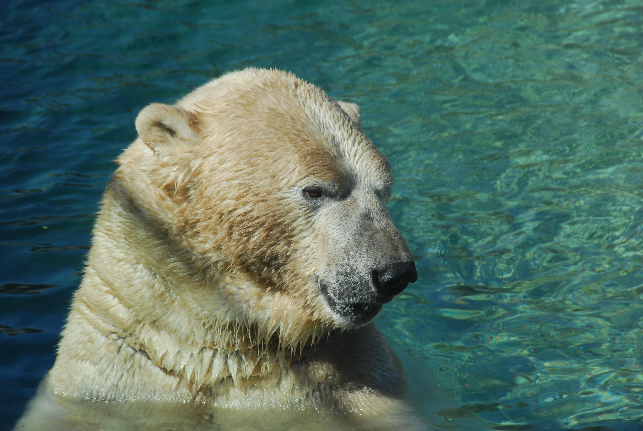 Nikon D200 + Nikon AF-S DX Nikkor 18-200mm F3.5-5.6G IF-ED VR sample photo. Polar bear photography