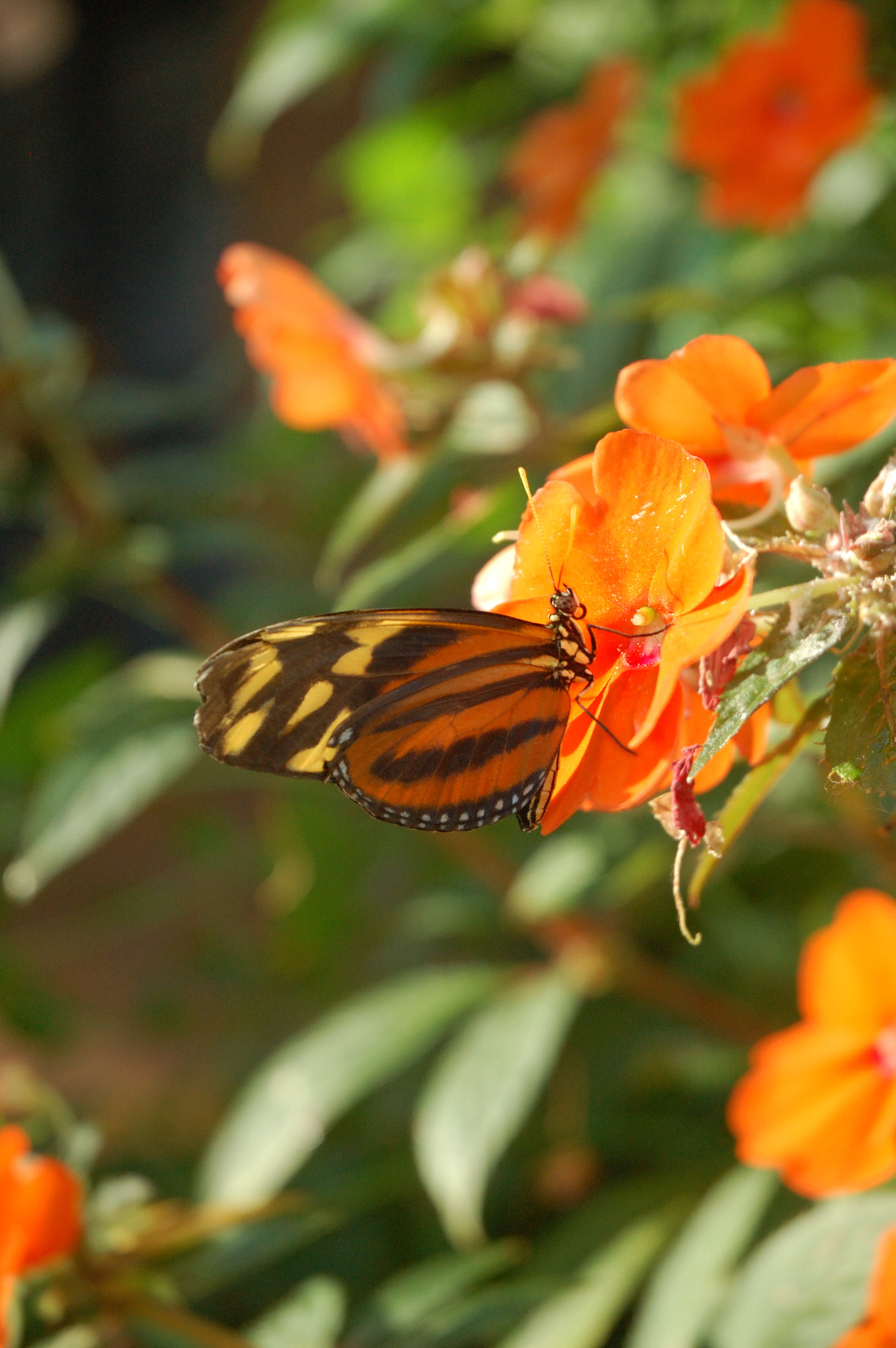 Nikon D50 sample photo. Butterfly photography