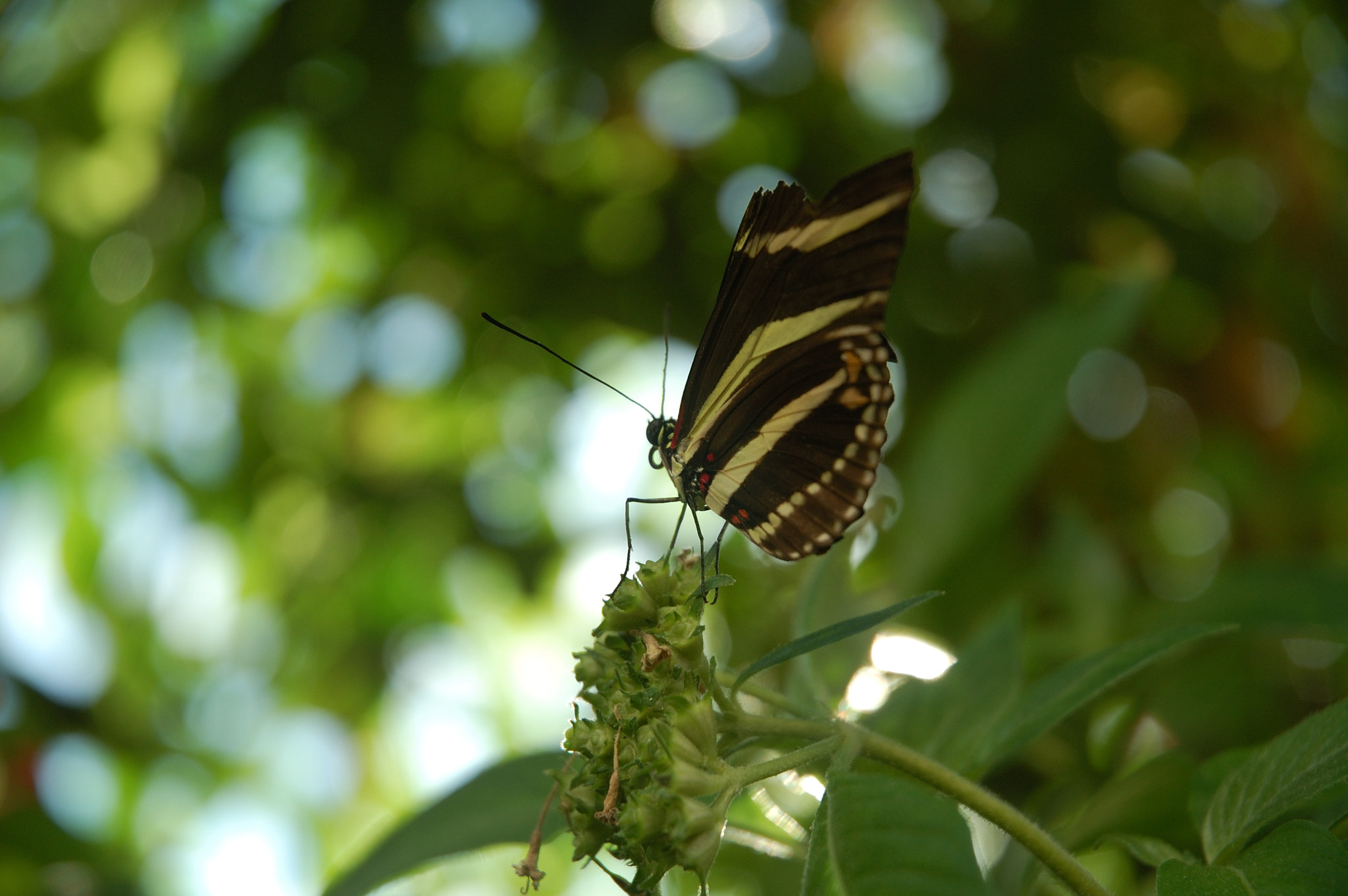 Nikon D50 sample photo. Perched butterfly photography