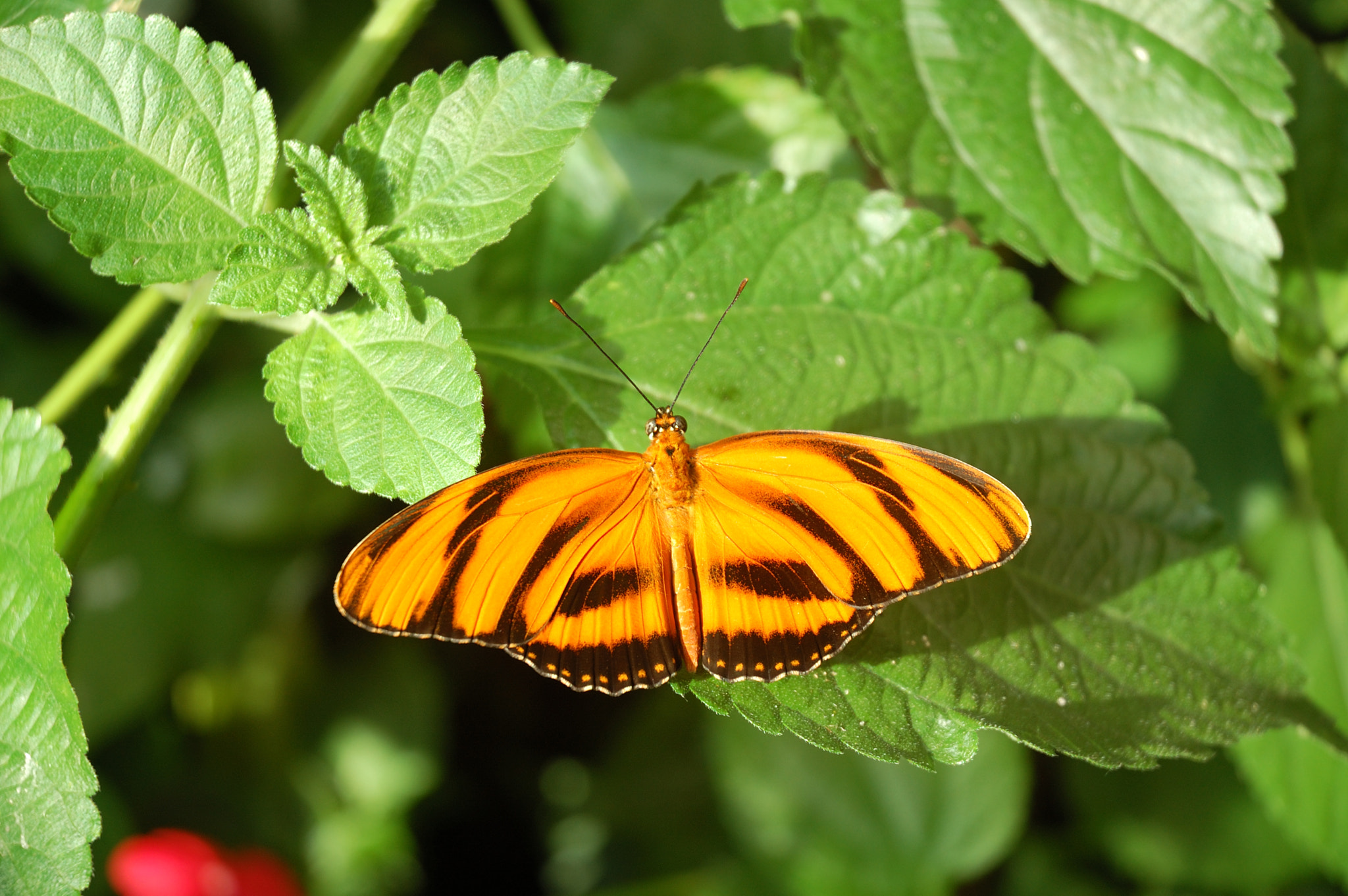 Nikon D50 sample photo. Butterfly on leaf photography