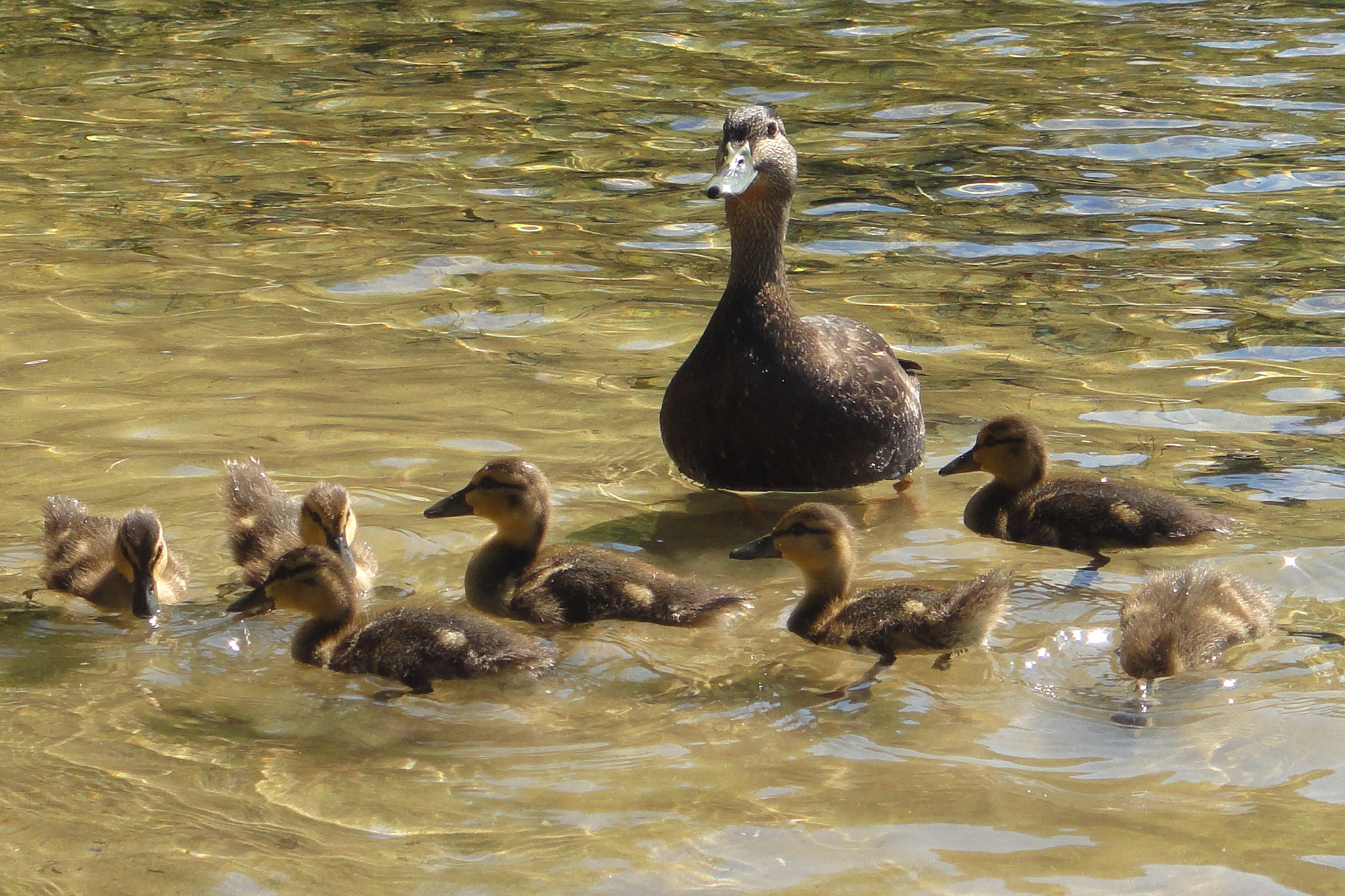 Sony Cyber-shot DSC-TX5 sample photo. Mother duck and ducklings photography