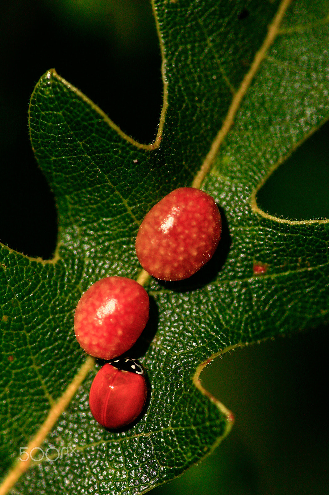 Canon EF 180mm F3.5L Macro USM sample photo. Camouflage photography