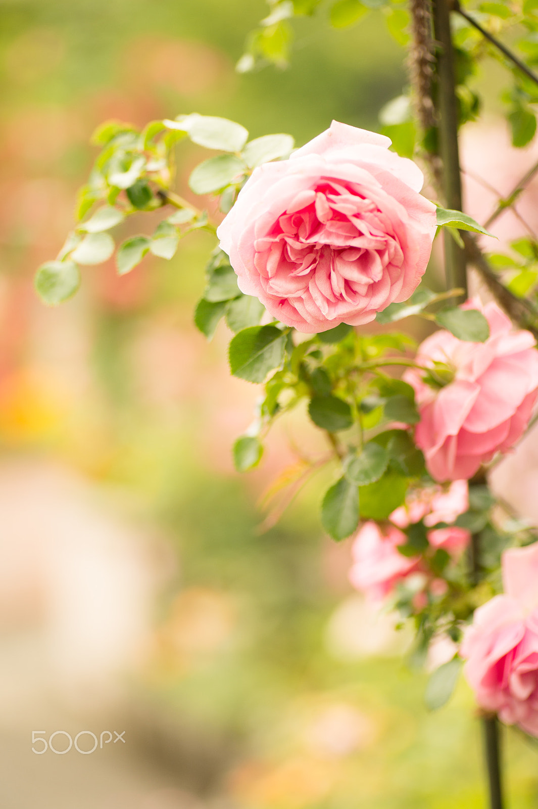 Nikon Df sample photo. Antique rose photography